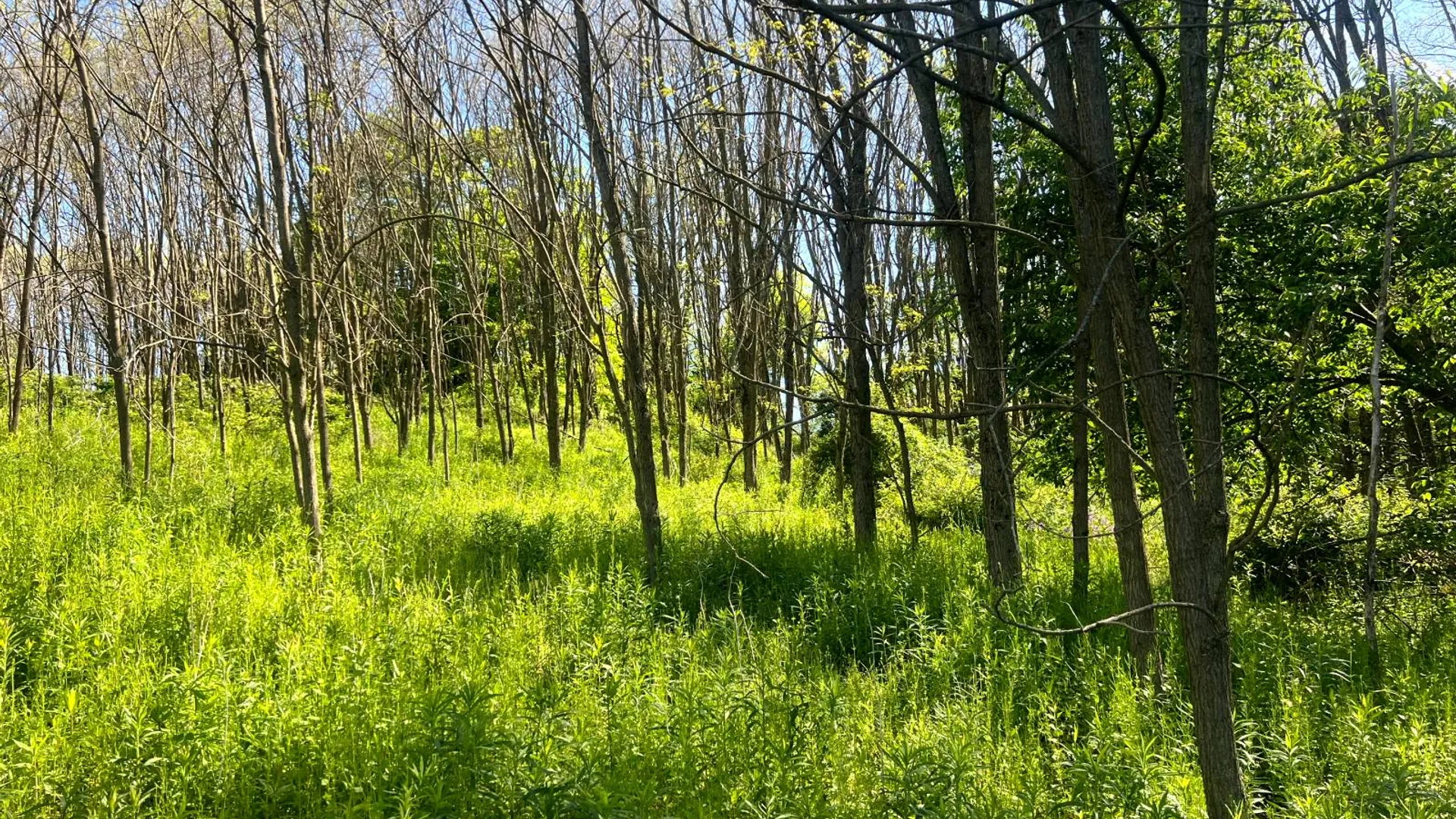 Property at Lot 3 Mooretown Road, Pittsfield, NY 13411 14