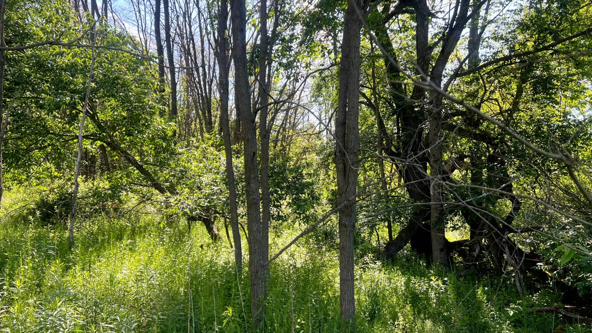 Property at Lot 3 Mooretown Road, Pittsfield, NY 13411 22