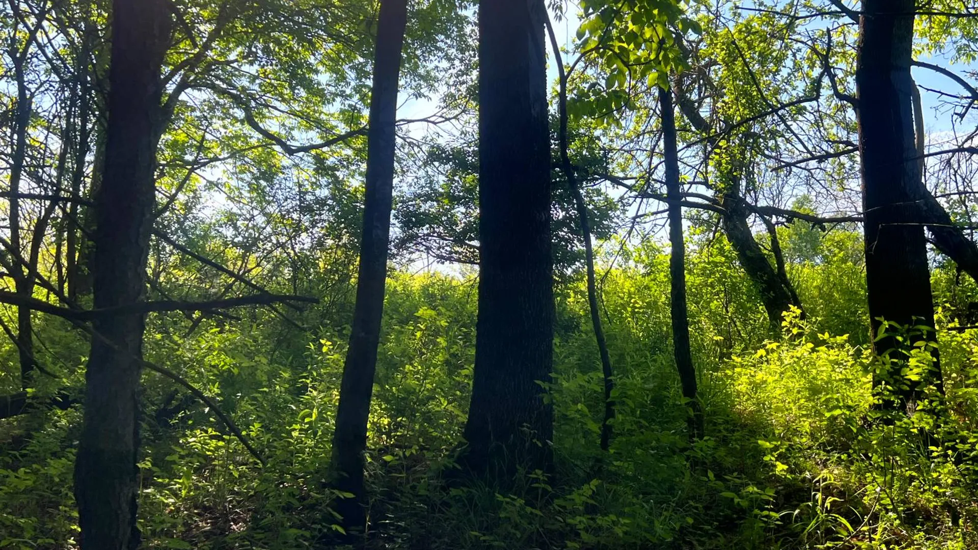 Property at Lot 3 Mooretown Road, Pittsfield, NY 13411 27