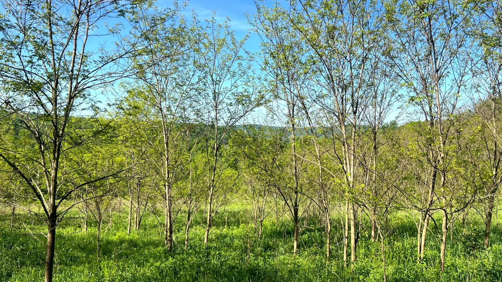 Property at Lot 3 Mooretown Road, Pittsfield, NY 13411 4