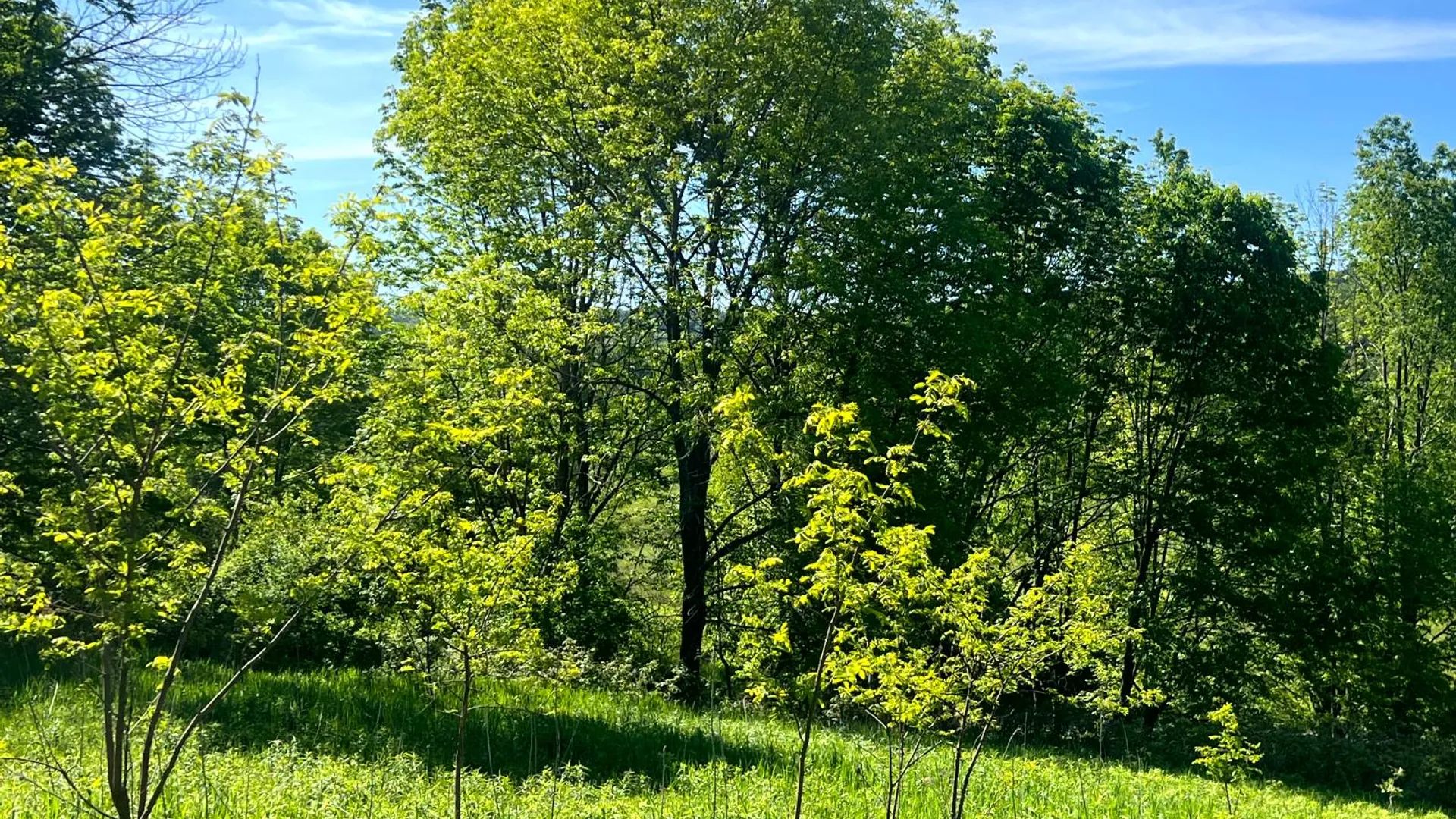 Property at Lot 3 Mooretown Road, Pittsfield, NY 13411 6