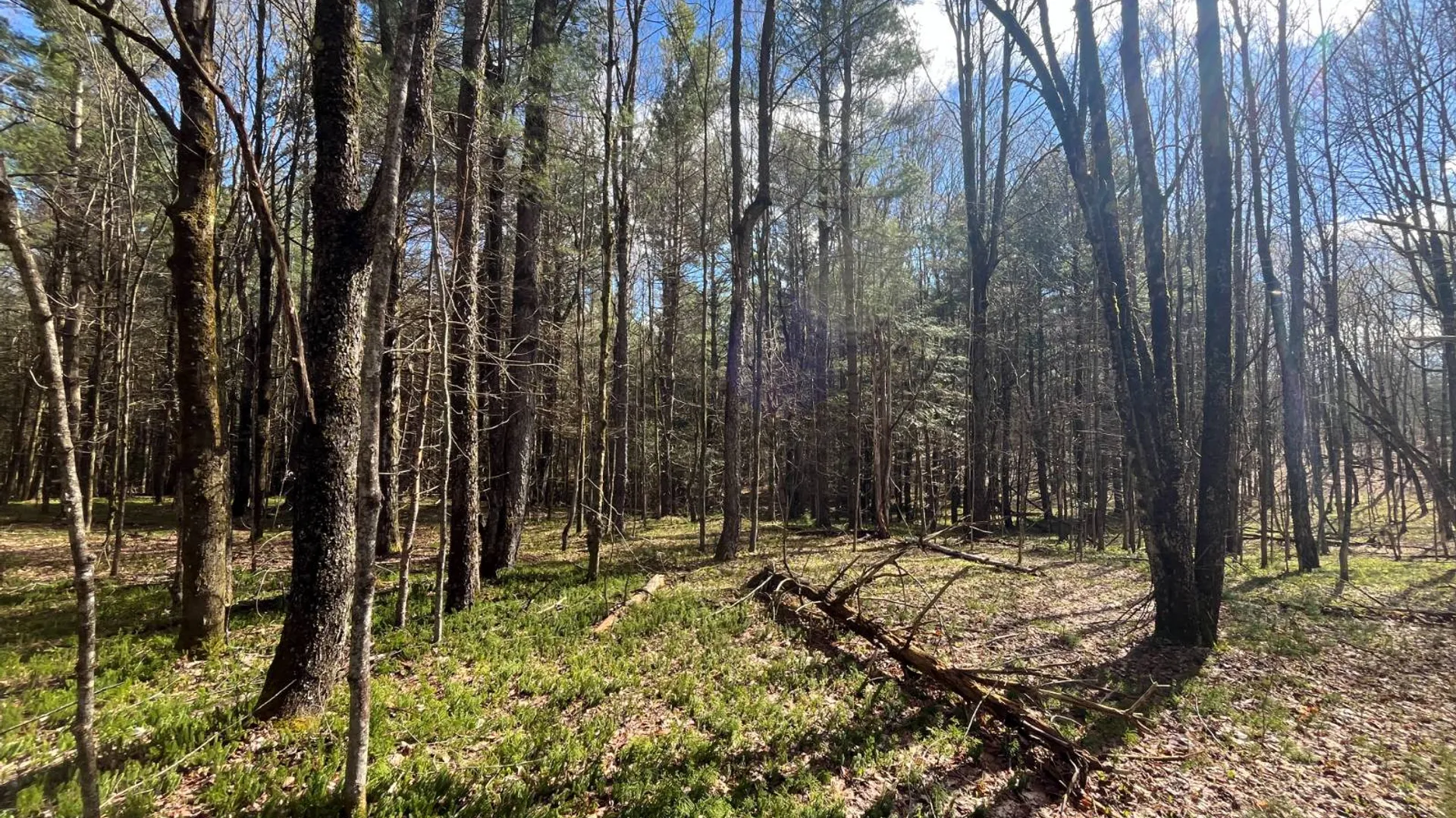 Property at 00 Old Caswell Road, Dickinson Center, NY 12930 2