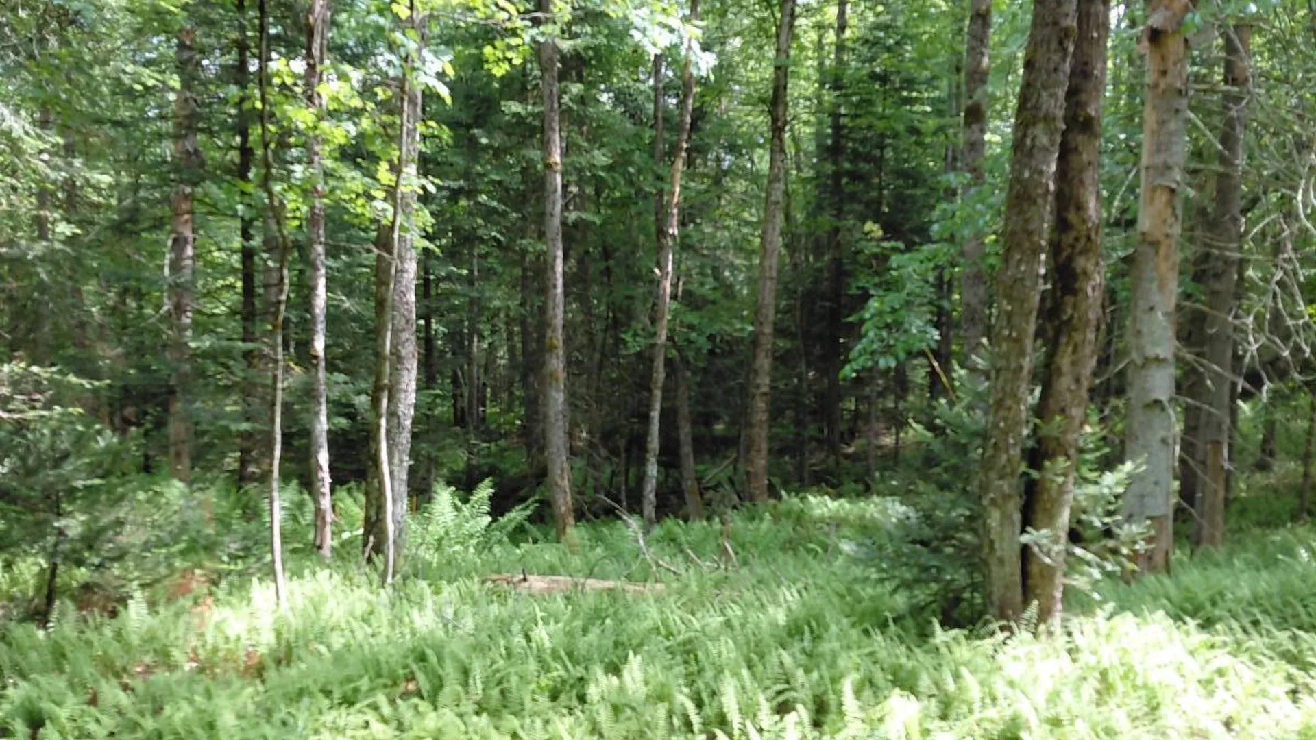 Property at L 44.5 Piseco Road, Stratford, NY 13470 9
