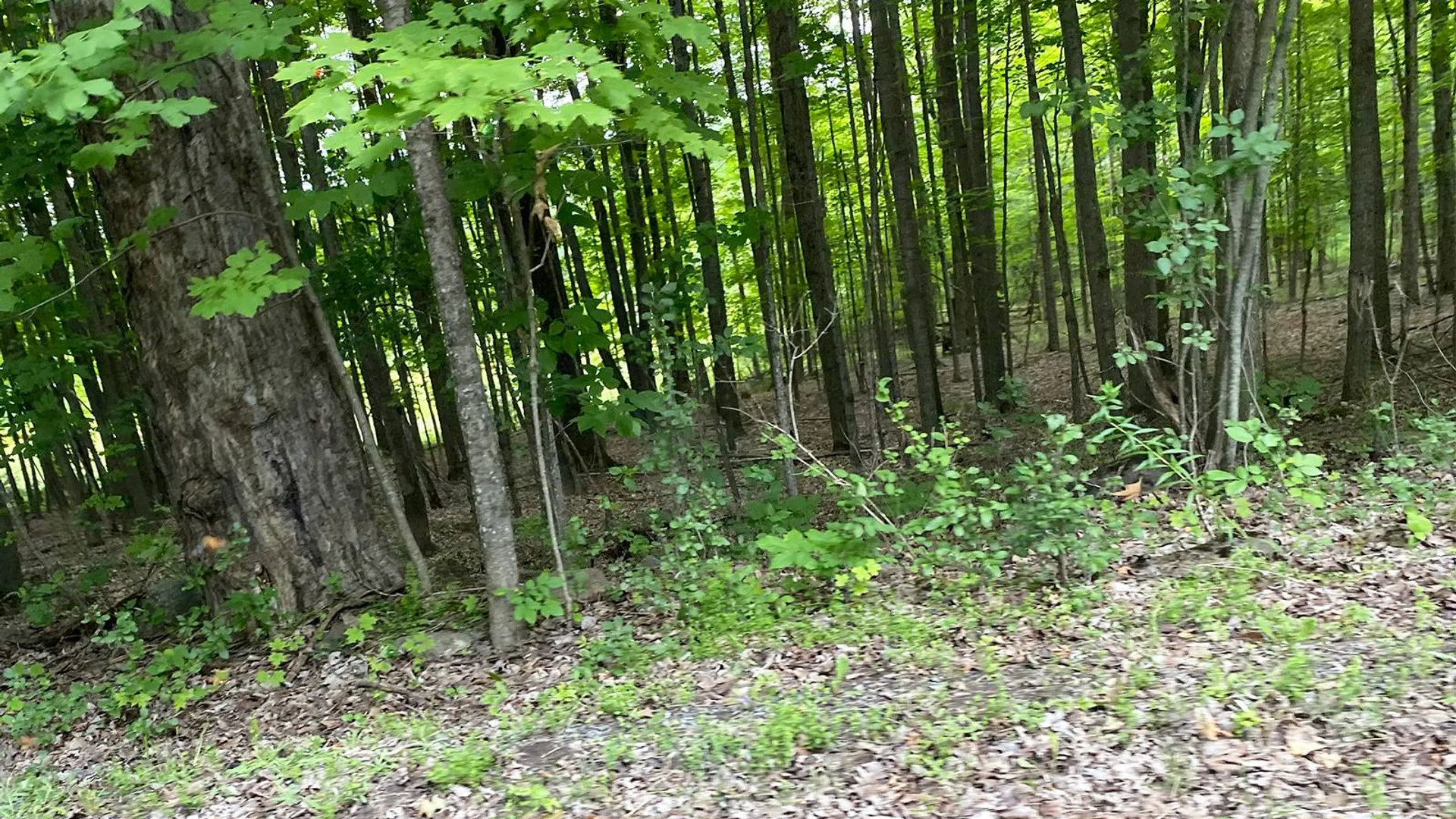 Property at 0 Off Cook Road, Norwood, NY 13668 3