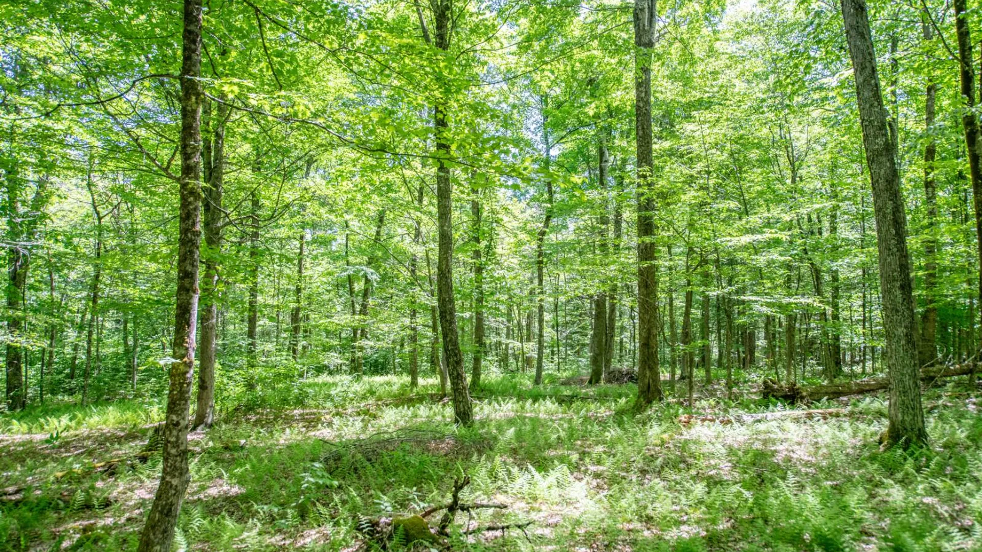Property at 0 McCulley Hts, Davenport, NY 13750 4