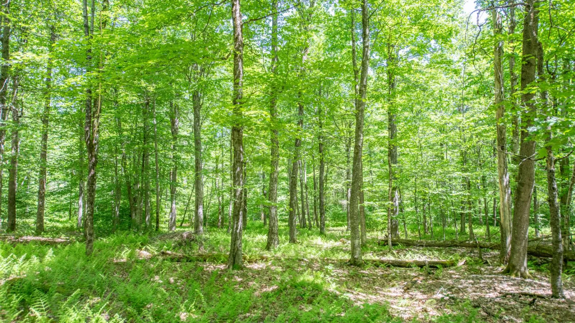 Property at 0 McCulley Heights Rd, Davenport, NY 13750 14