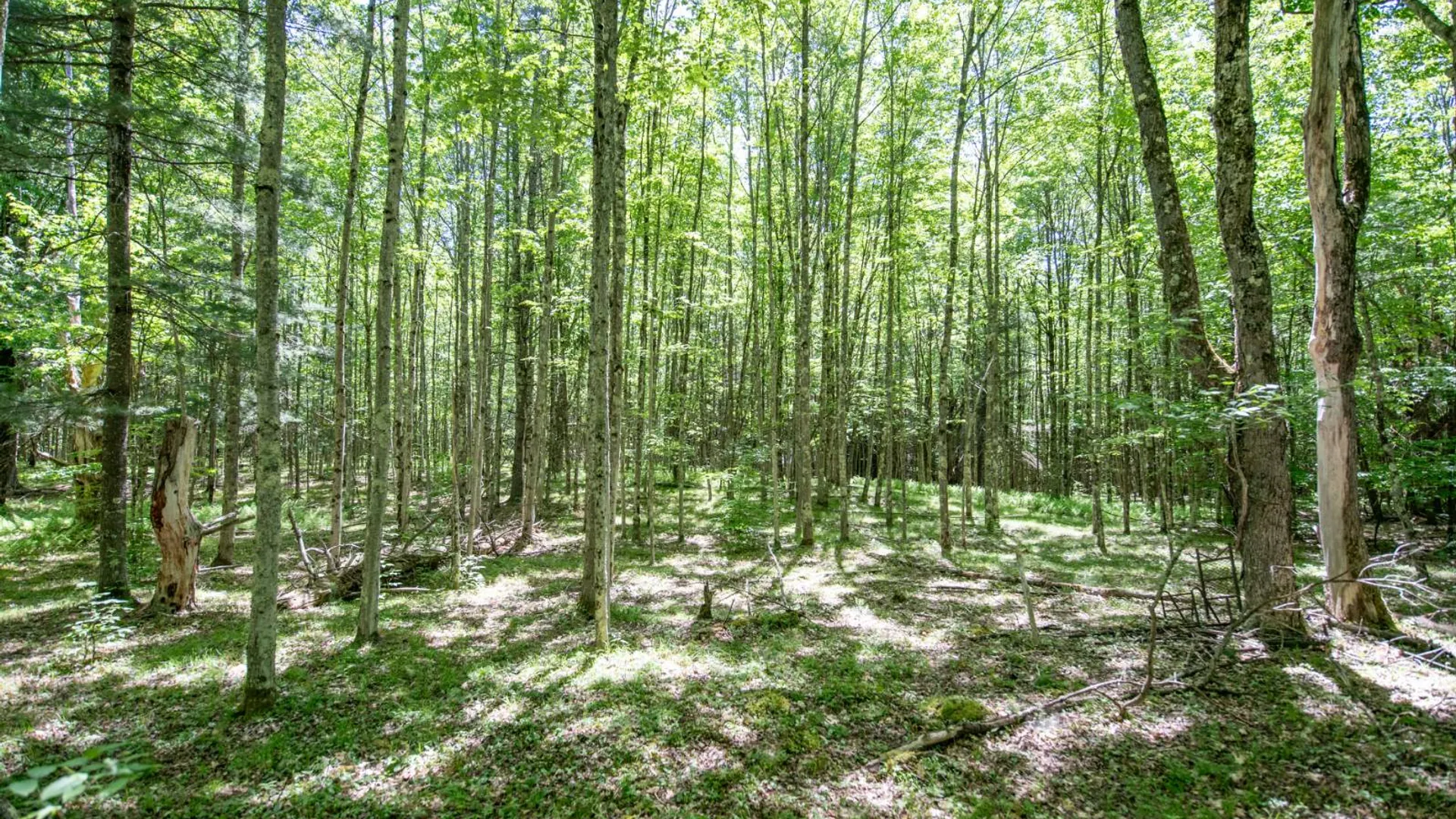 Property at 0 McCulley Heights Rd, Davenport, NY 13750 9
