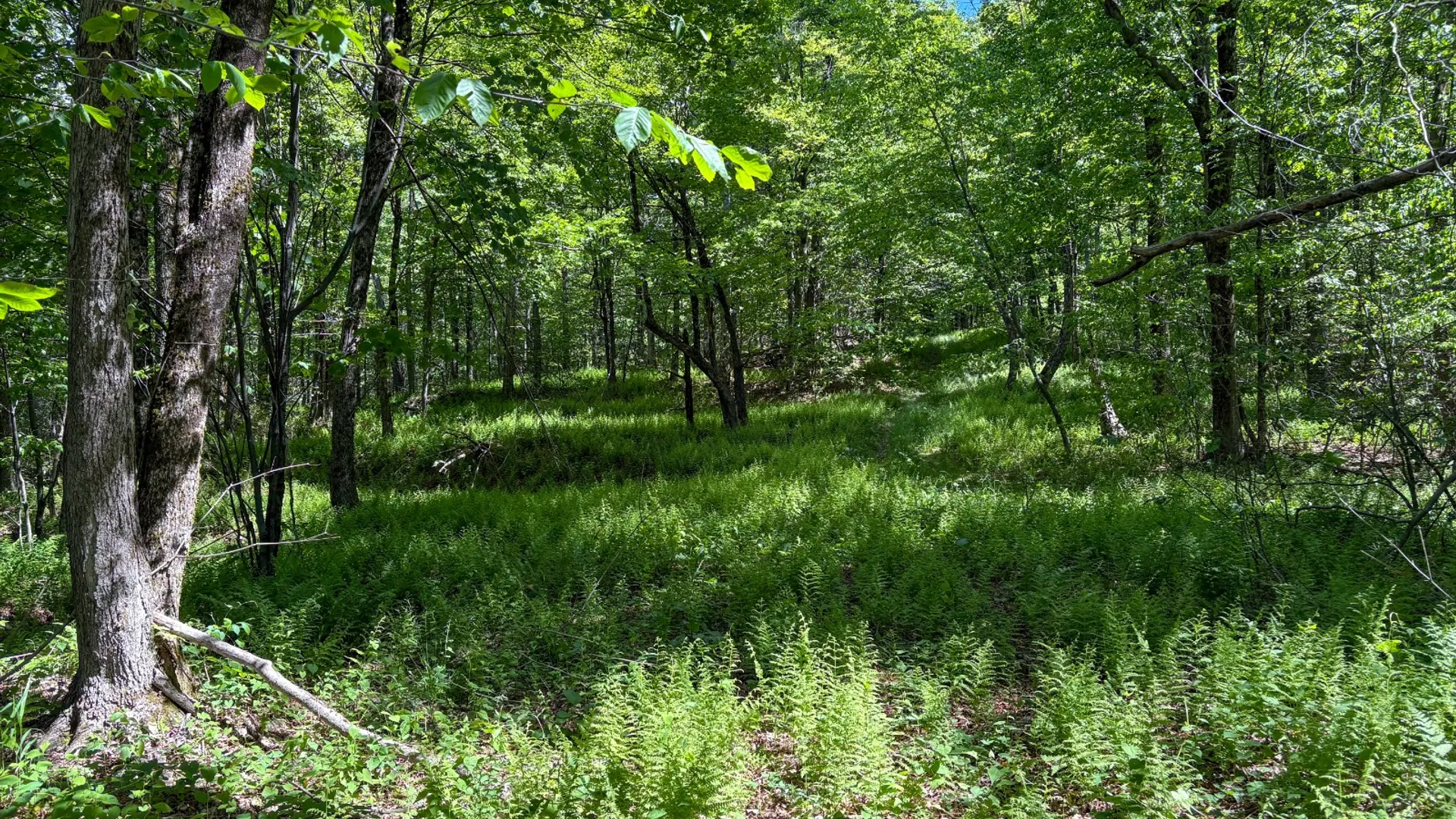 Property at 0 Buckview Drive, Hancock, NY 13783 6
