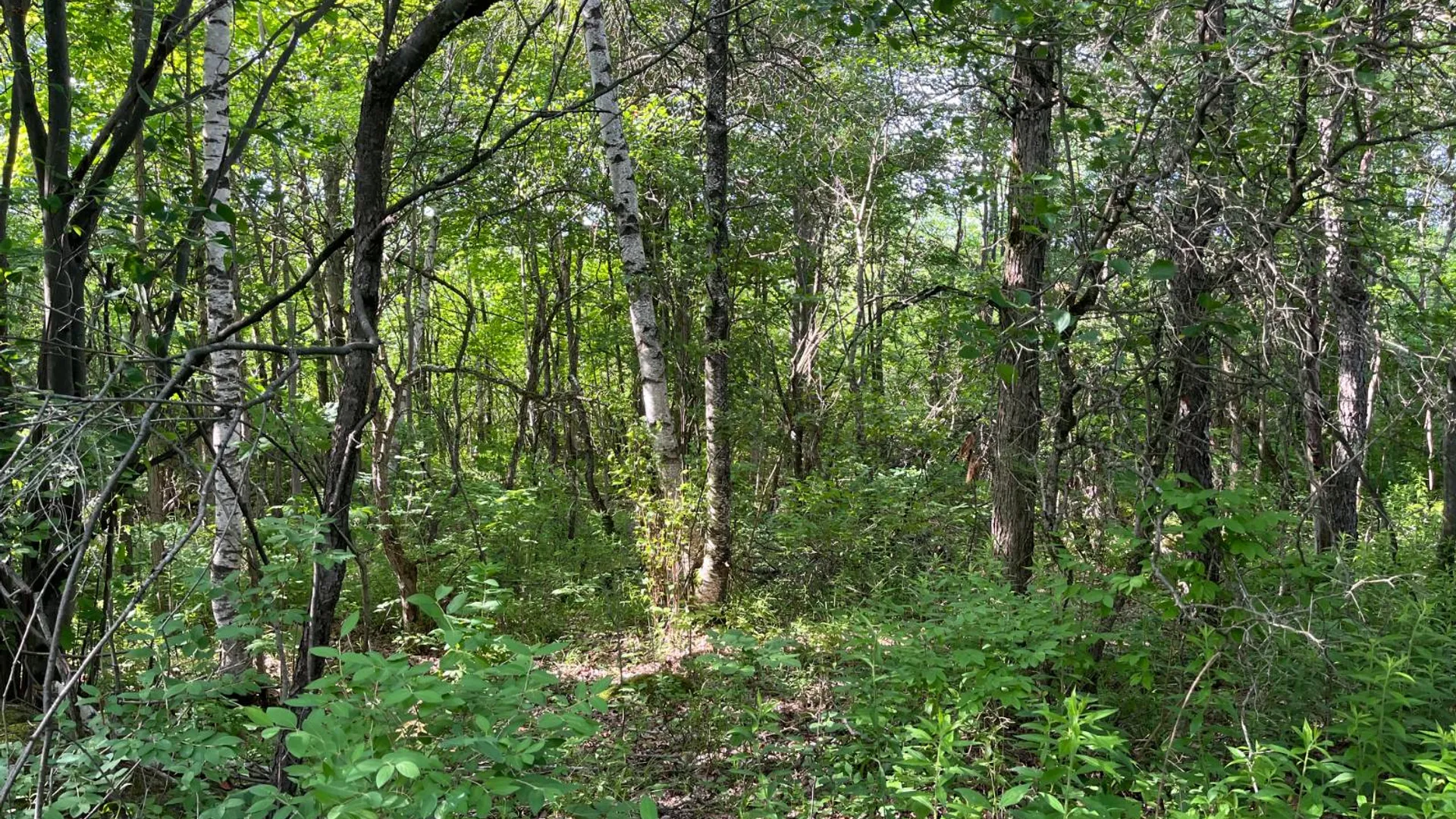 Property at 00 Eddy Pyrites Rd, Canton, NY 13617 14
