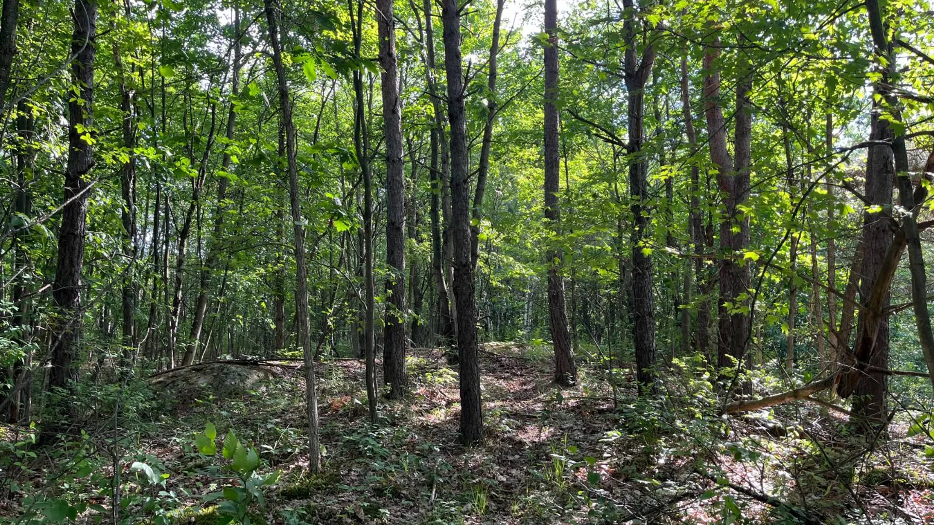 Property at 00 Eddy Pyrites Rd, Canton, NY 13617 4