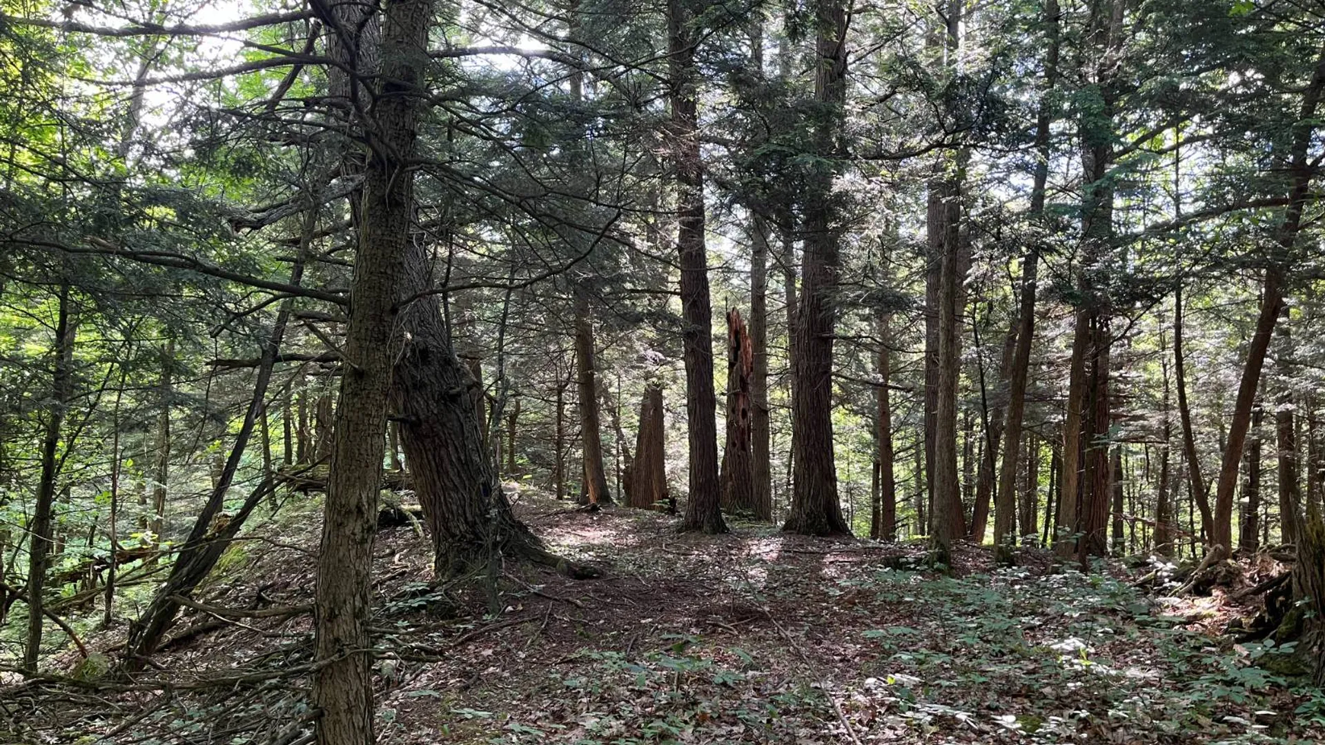 Property at 00 Eddy Pyrites Rd, Canton, NY 13617 6
