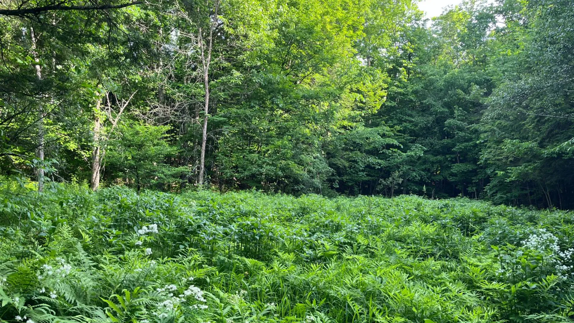 Property at 00 Eddy Pyrites Rd, Canton, NY 13617 8