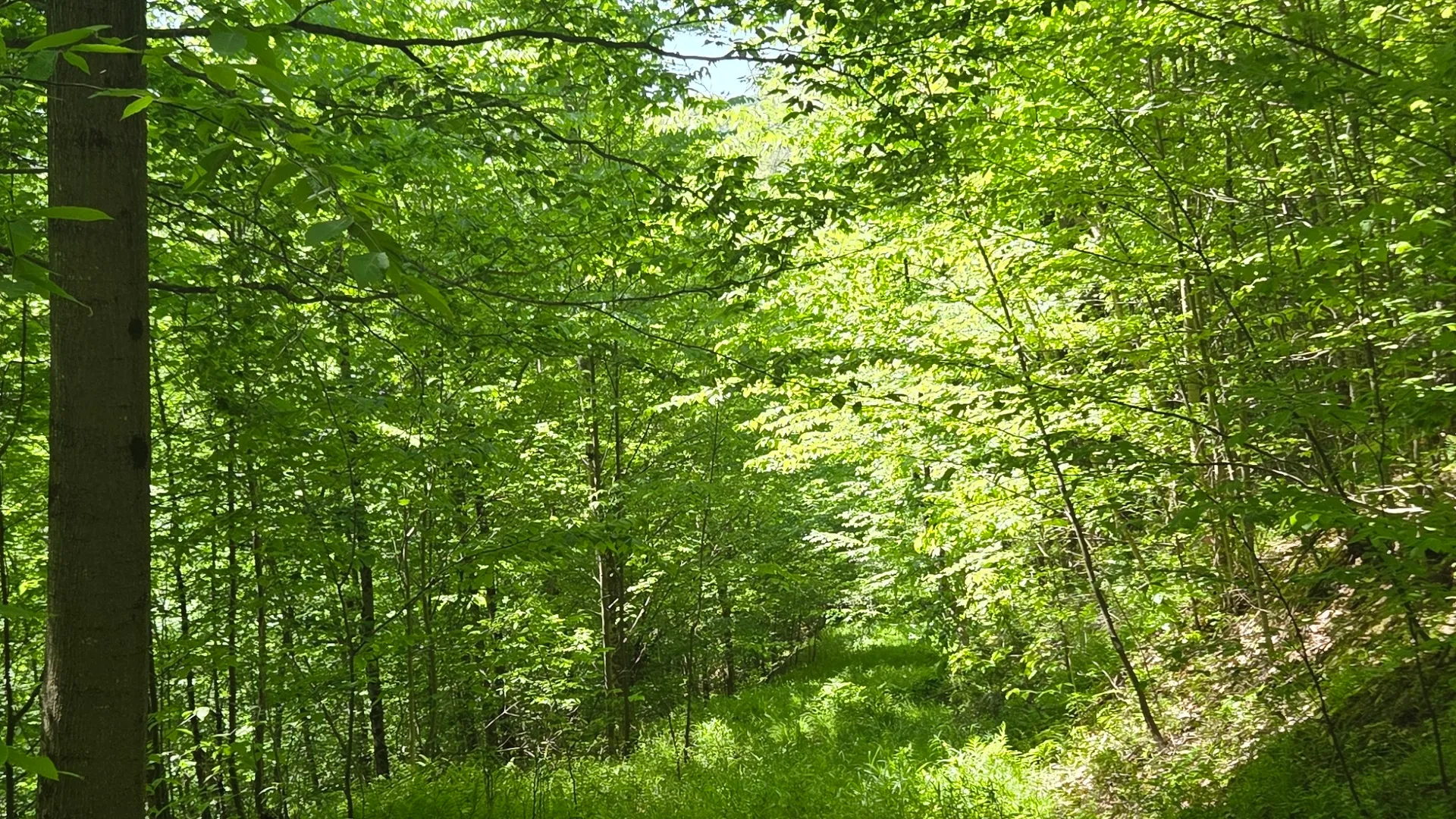 Property at NY State Route 446, Cuba, NY 14727 36