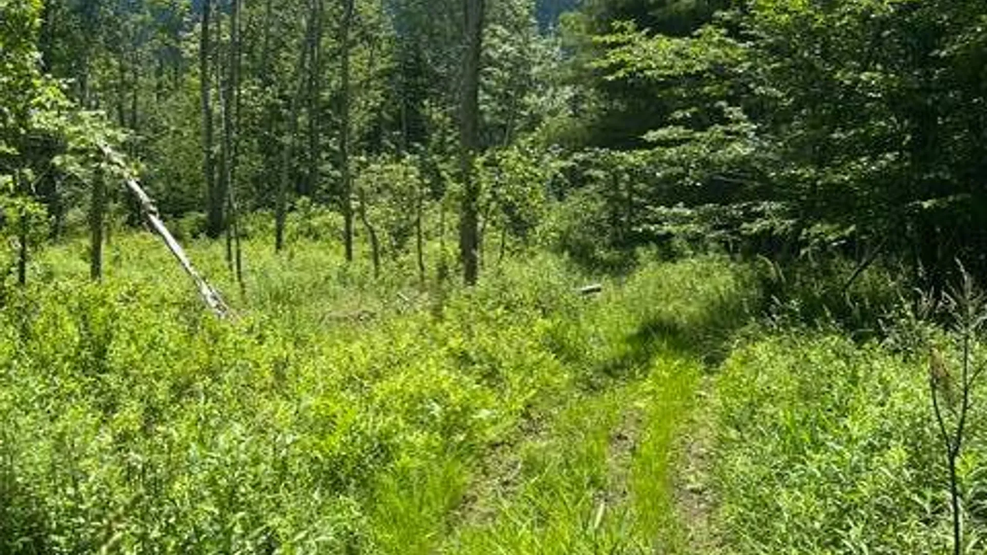 Property at 8050 Main Street, Hunter, NY 12442 6