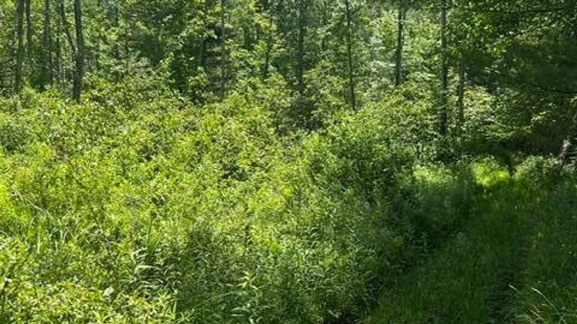 Property at 8050 Main Street, Hunter, NY 12442 9