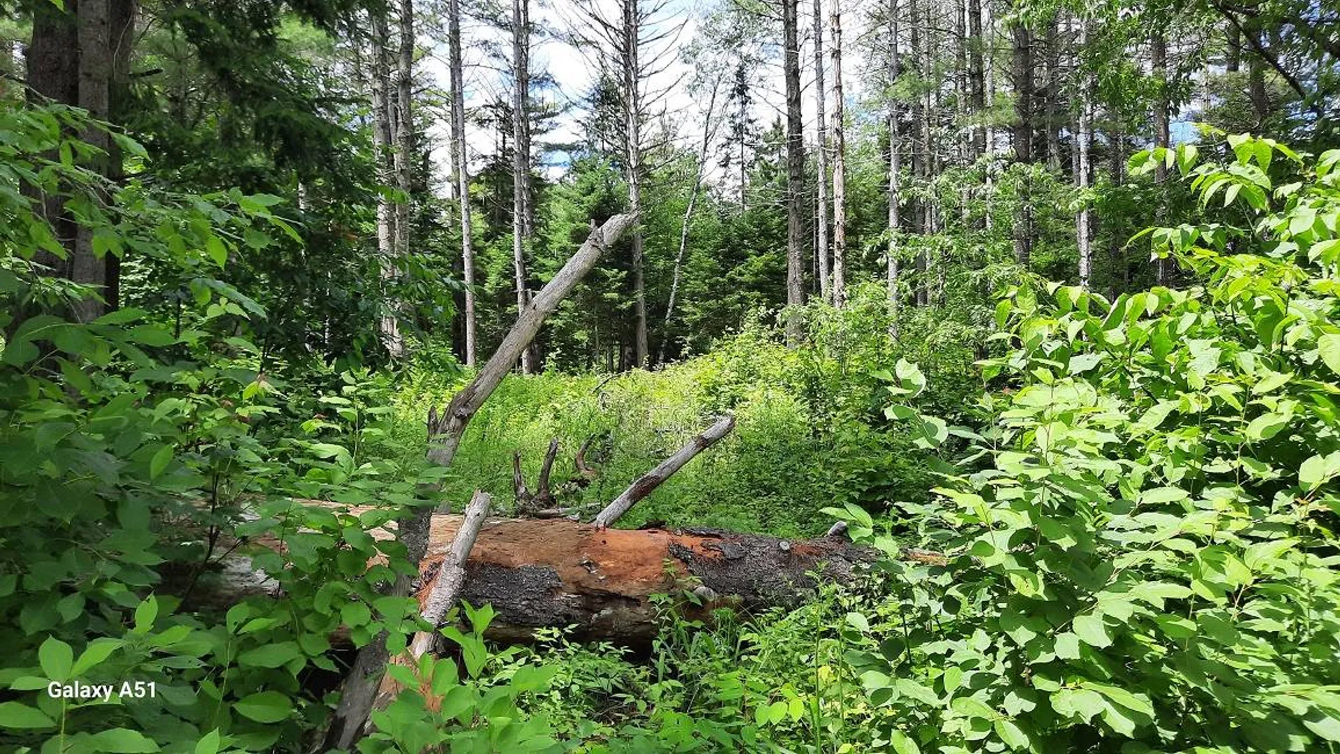 Property at 141 Elm Lake Rd., Speculator, NY 12164 2