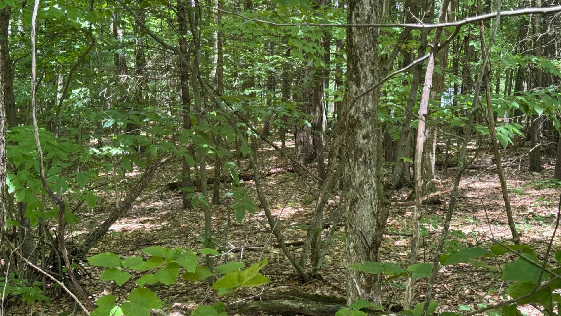 Property at 0 Prentice Gorge Rd., Unadilla, NY 13849 5