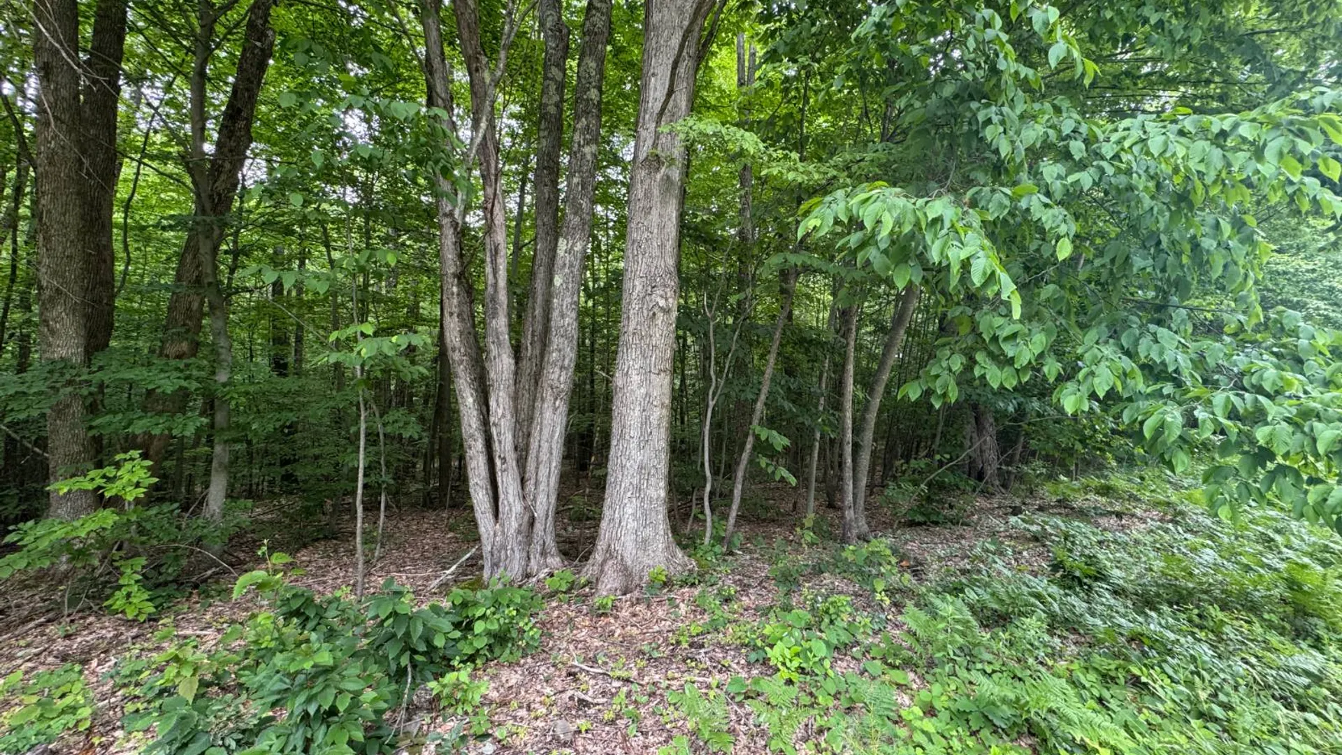 Property at 0 Prentice Gorge Rd., Unadilla, NY 13849 6