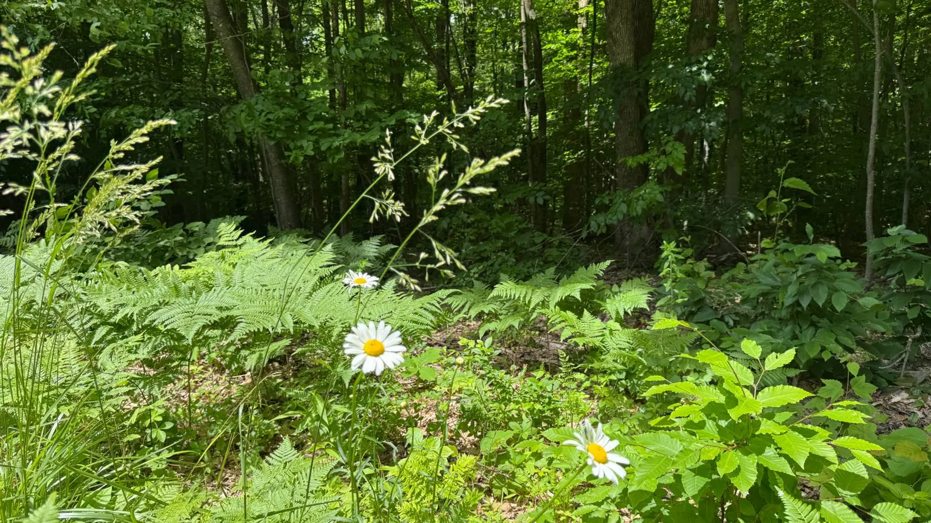 Property at 0 Prentice Gorge Rd., Unadilla, NY 13849 7