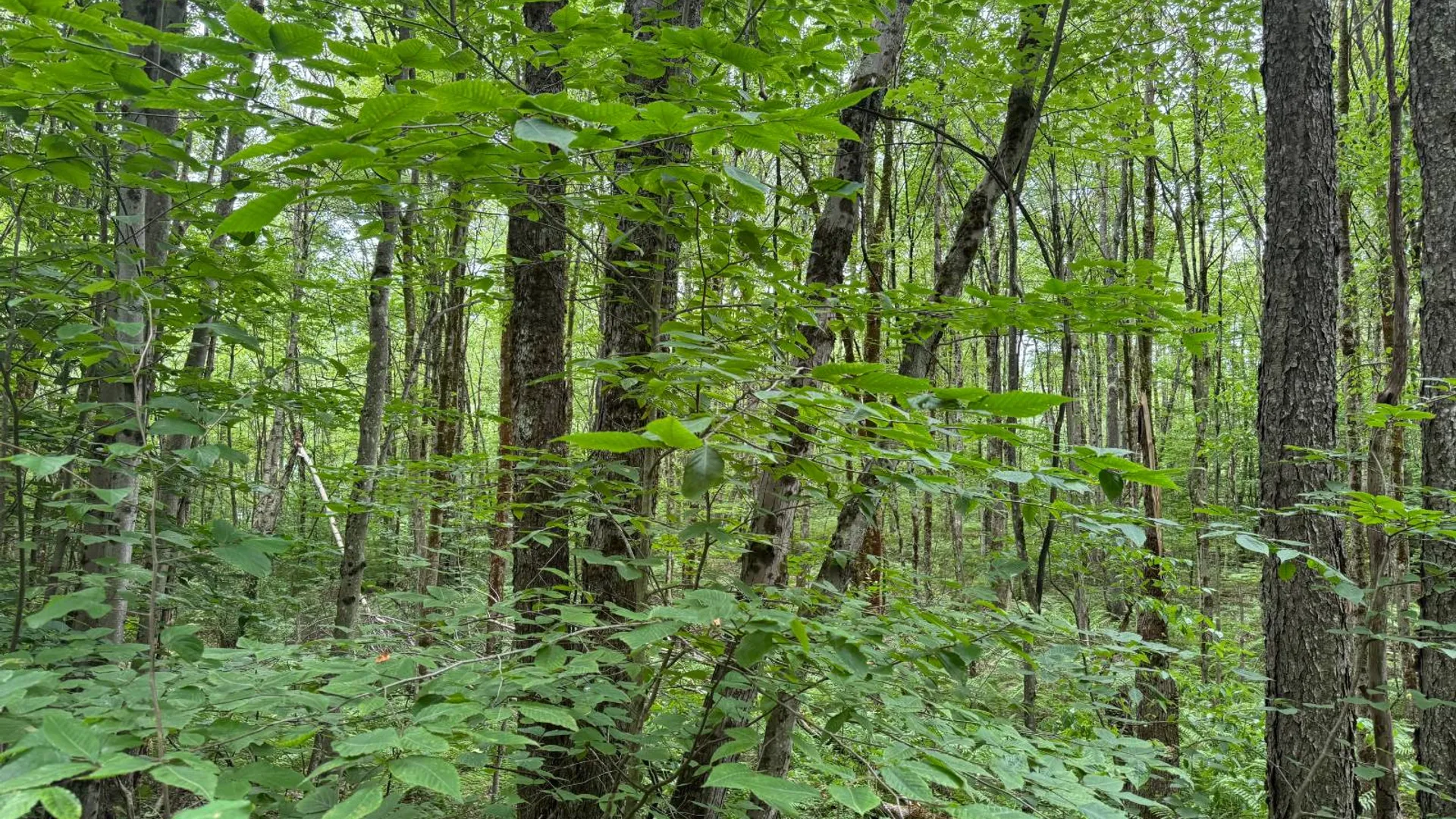 Property at Lot 10 Lee Rd, Florence, NY 13316 7