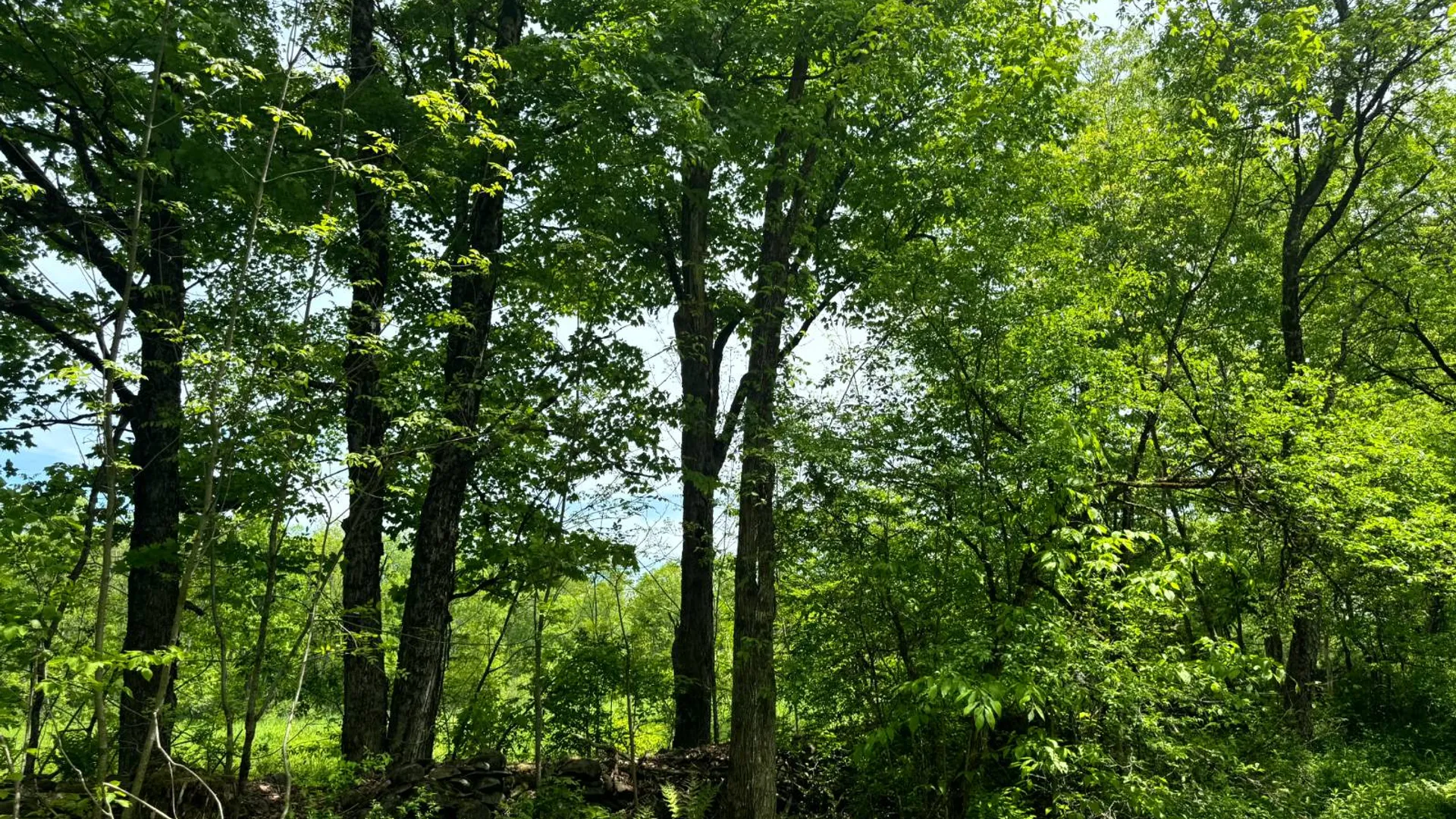 Property at 1.7 Manley Taylor Rd Ext., Florence, NY 13316 11