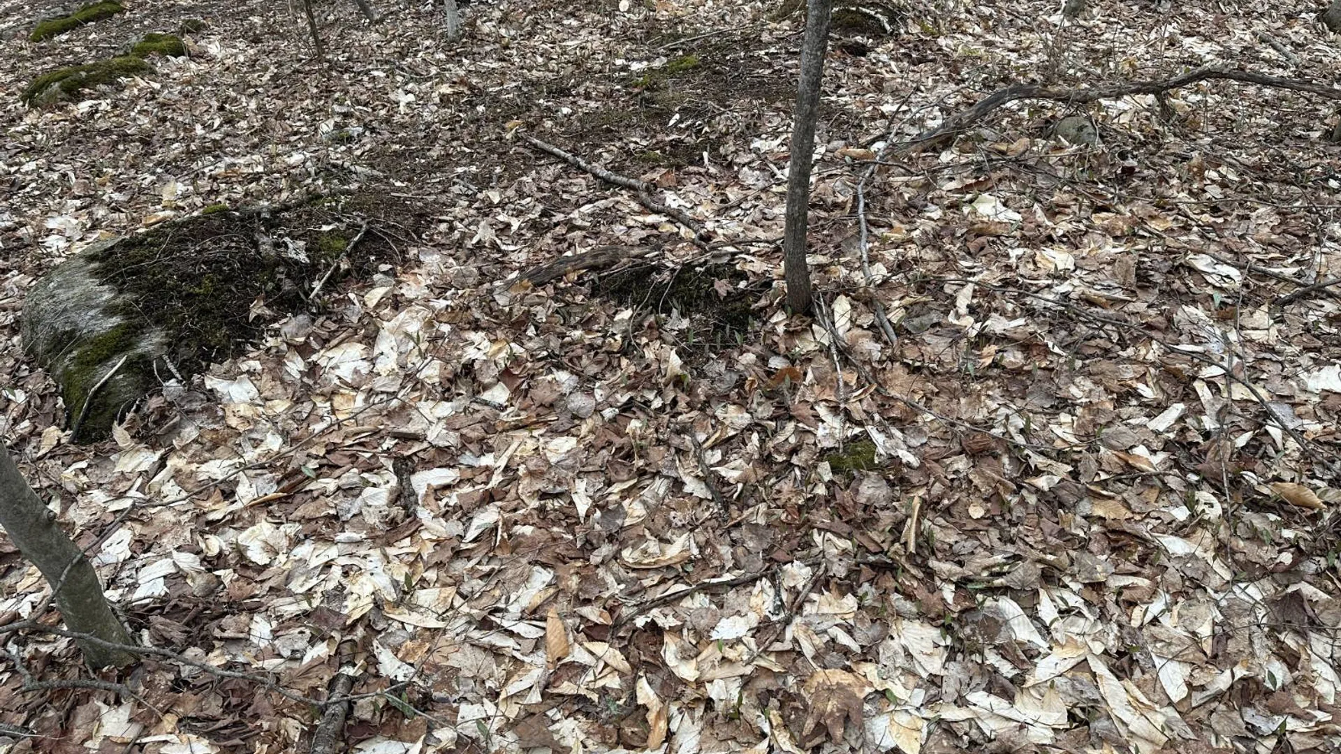 Property at 0 Malone Line,, Malone, NY 12953 12