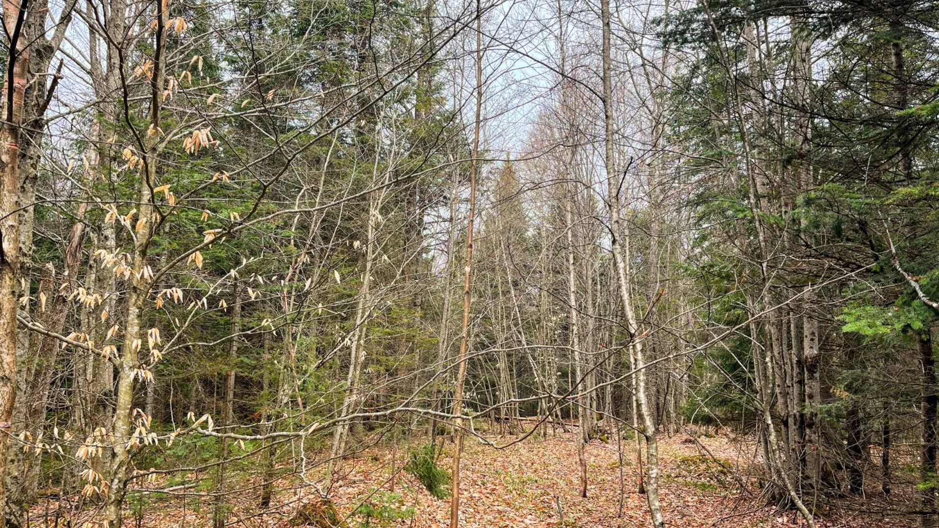 Property at 00 Palmer Rd, Saint Regis Falls, NY 12980 10
