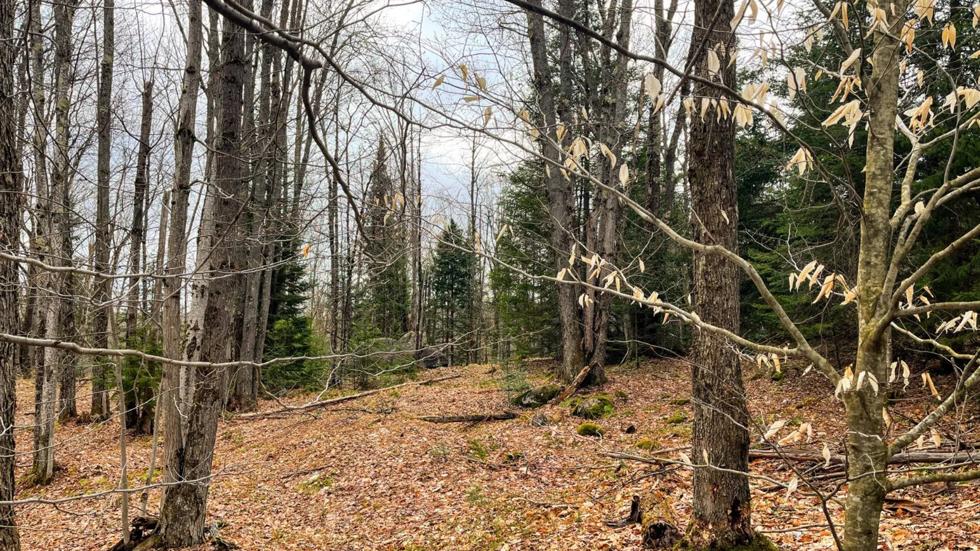 Property at 00 Palmer Rd, Saint Regis Falls, NY 12980 12