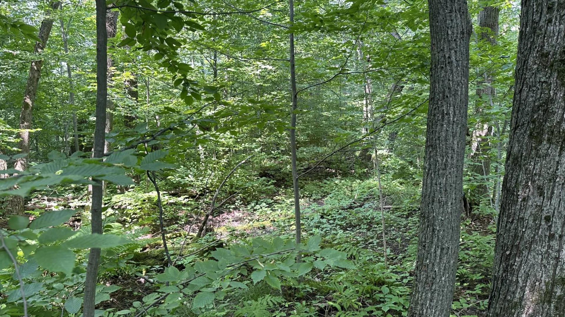 Property at 0 Whalen Rd, Churabusco, NY 12923 12