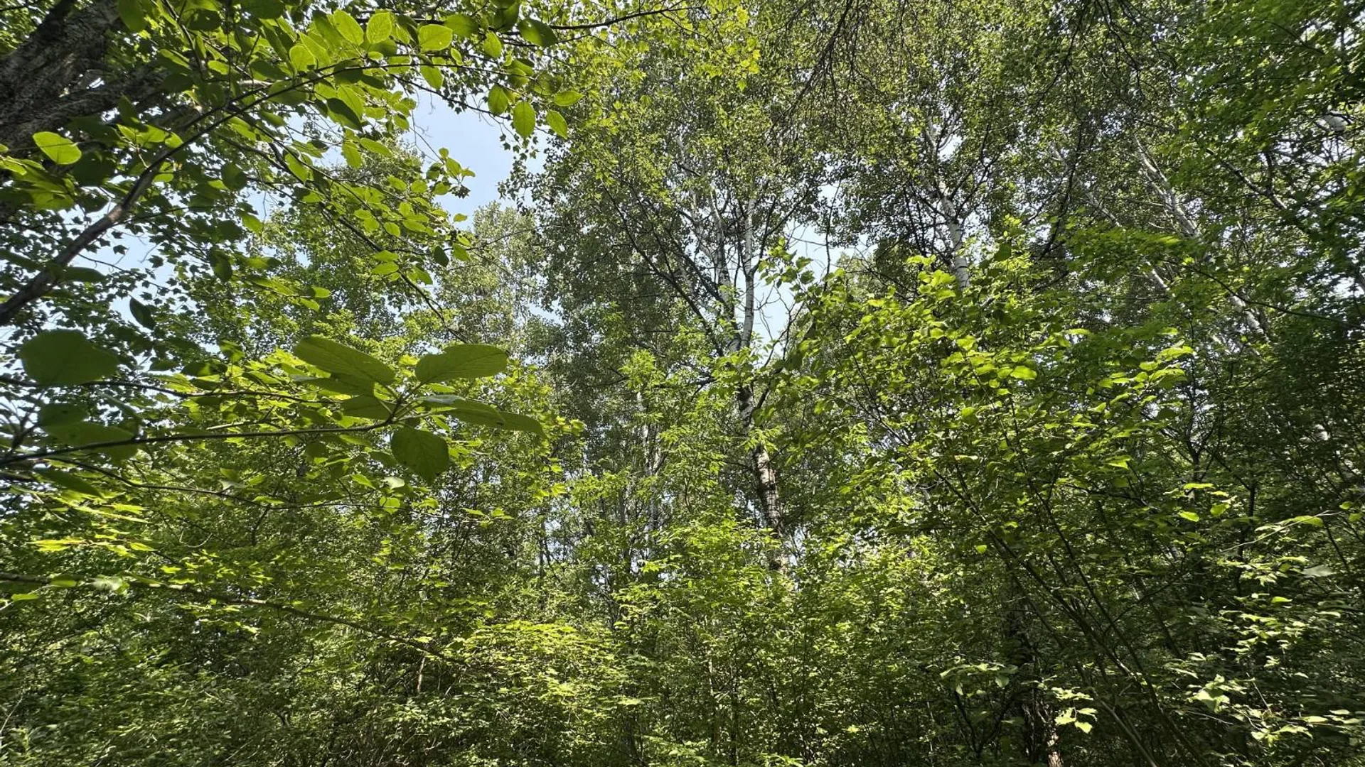 Property at 0 Whalen Rd, Churabusco, NY 12923 33