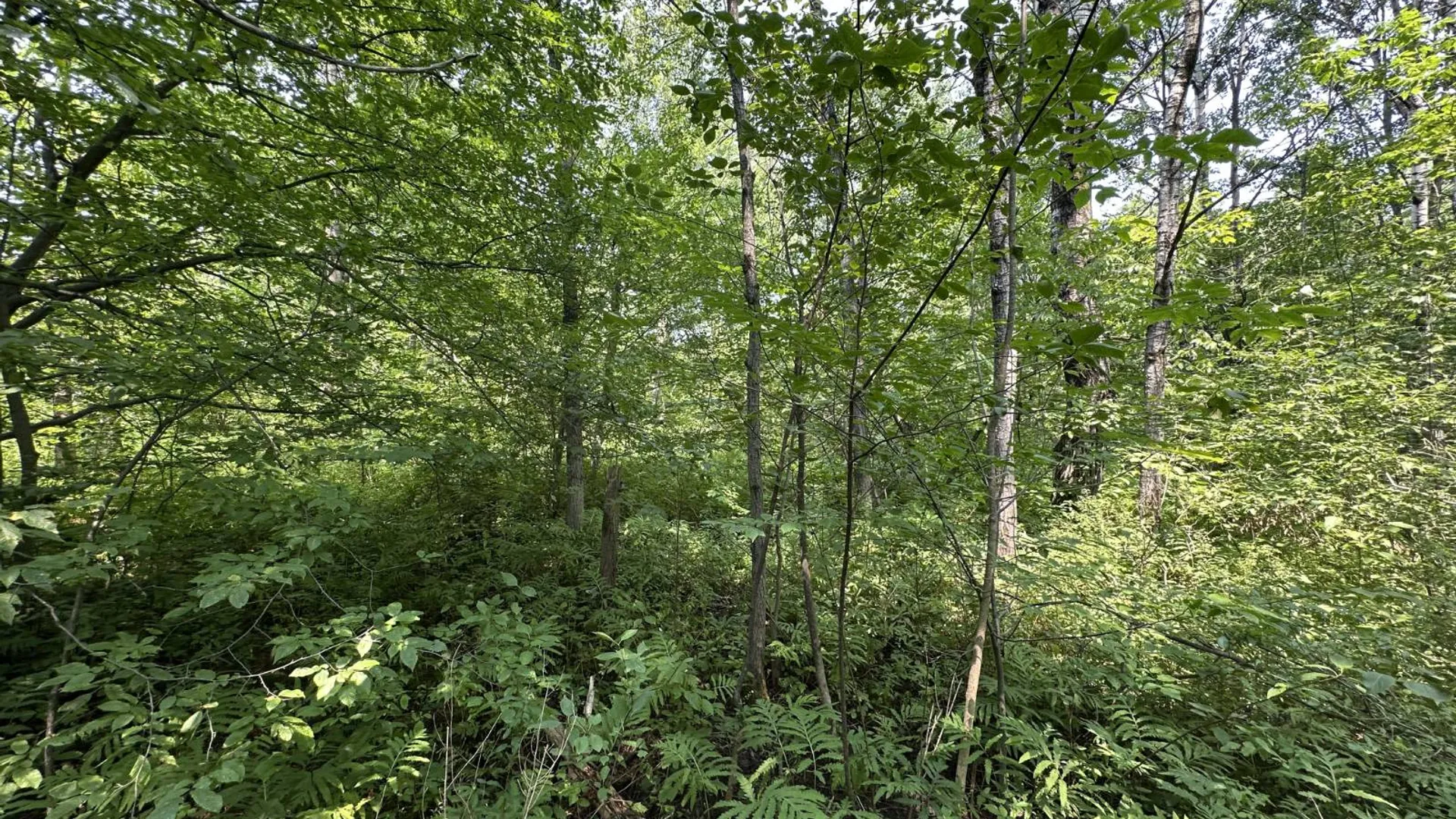 Property at 0 Whalen Rd, Churabusco, NY 12923 38
