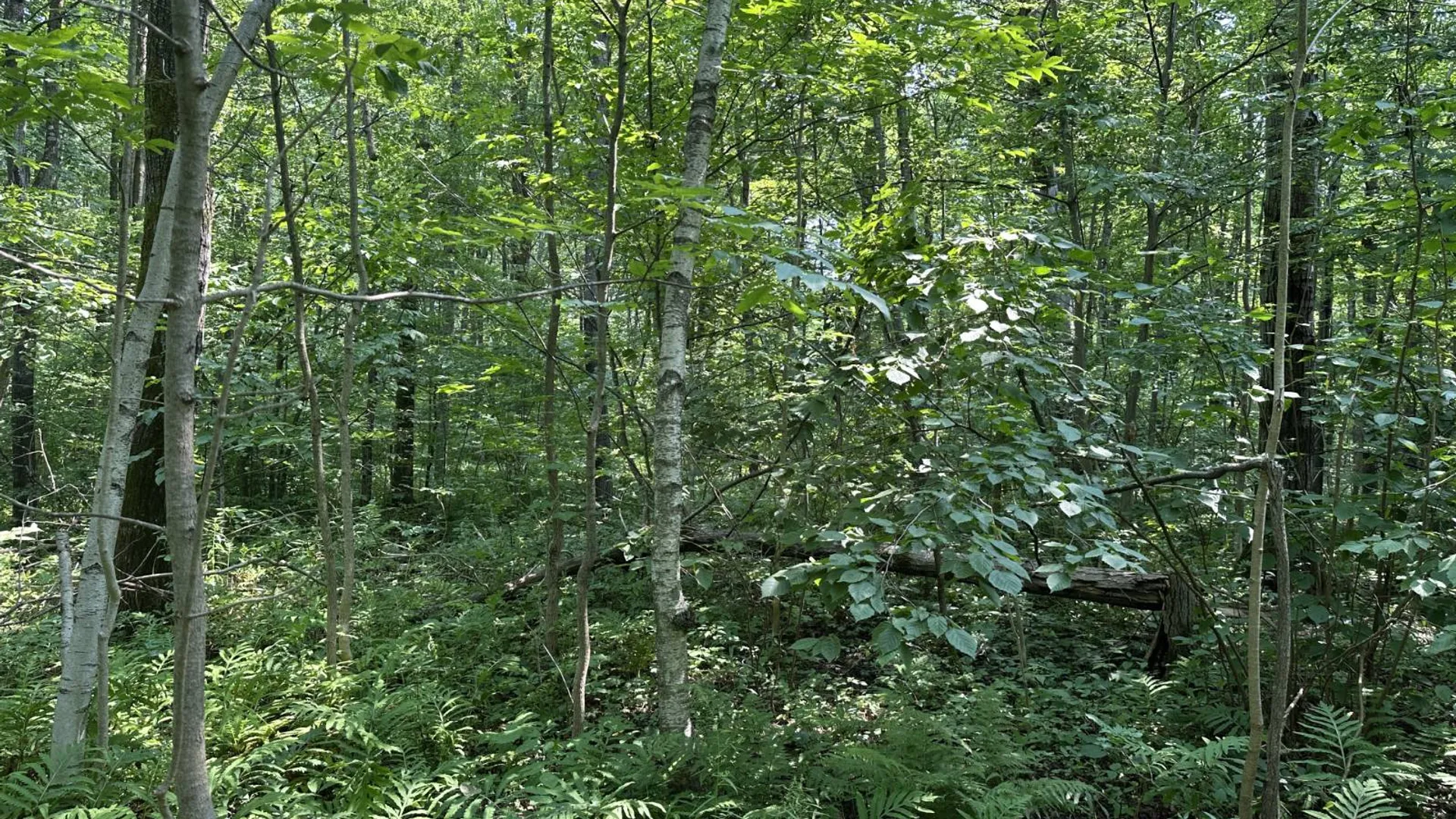Property at 0 Whalen Rd, Churabusco, NY 12923 45