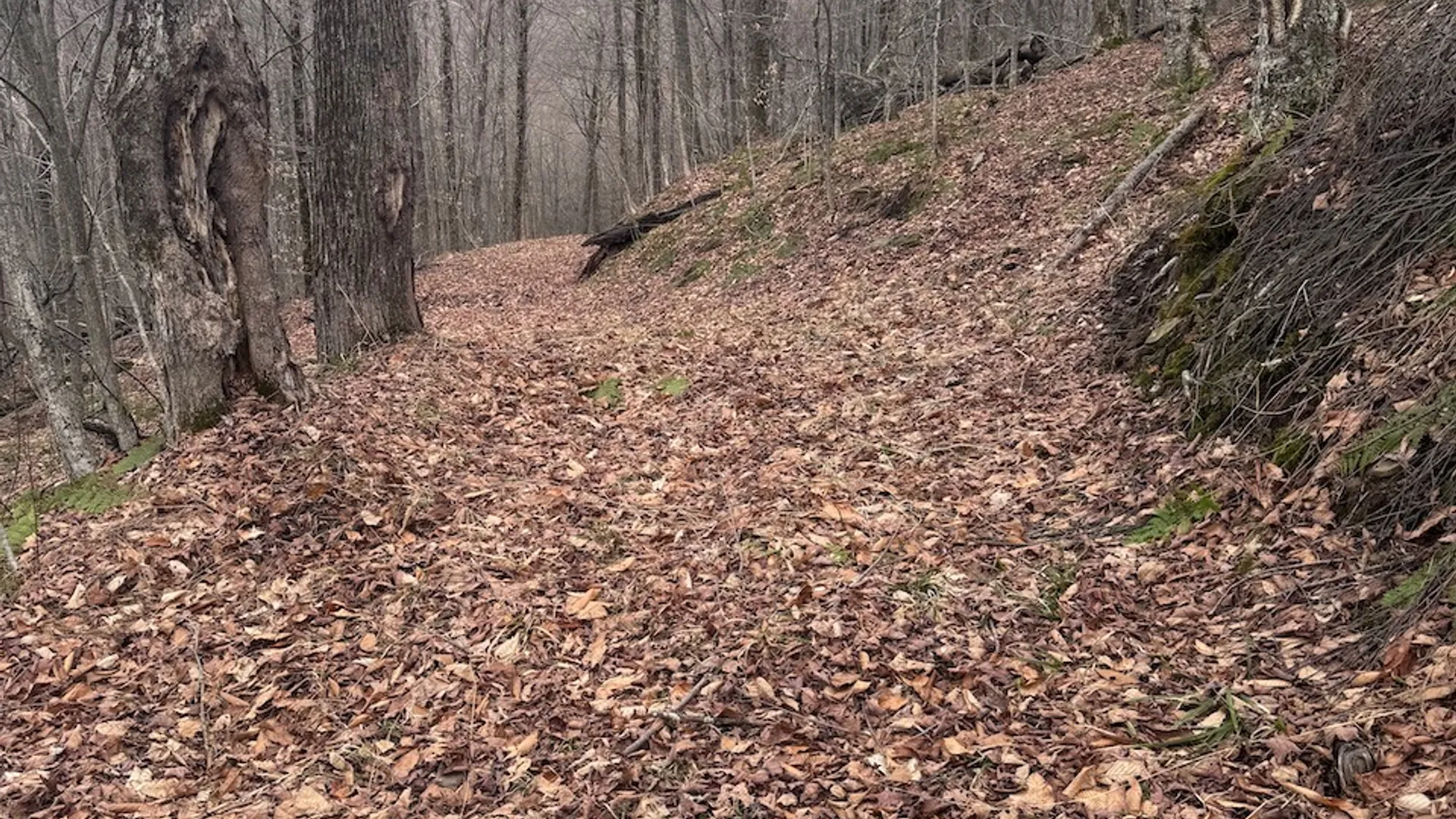 Property at 0 Charlie Wood Road, Delhi, NY 13752 3