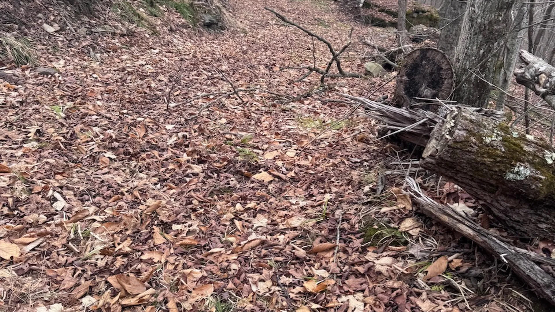 Property at 0 Charlie Wood Road, Delhi, NY 13752 4