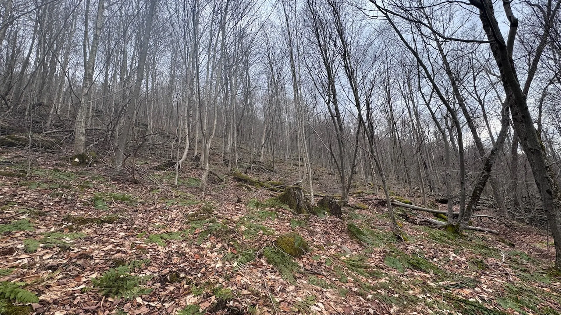 Property at 0 Charlie Wood Road, Delhi, NY 13752 6