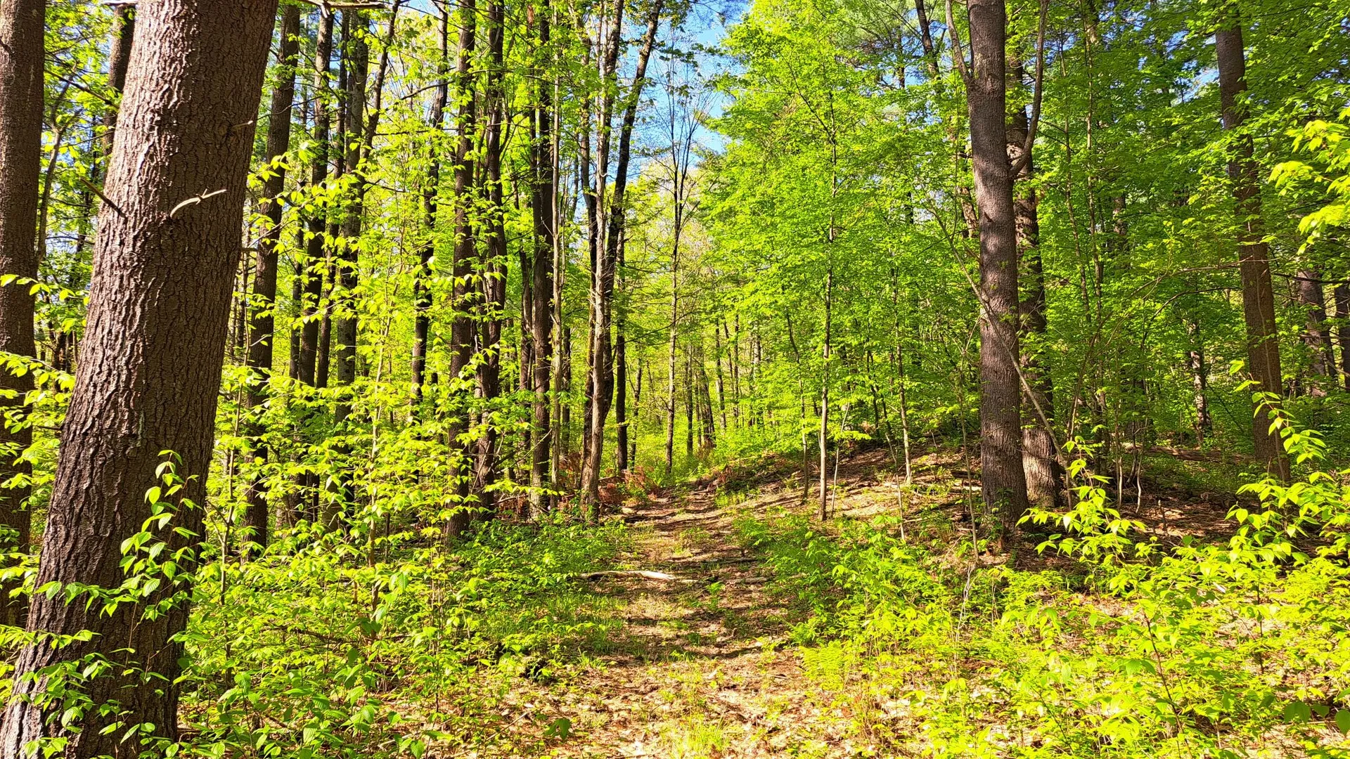 Property at Bald Mountain Road, Greenwich, NY 12834 32