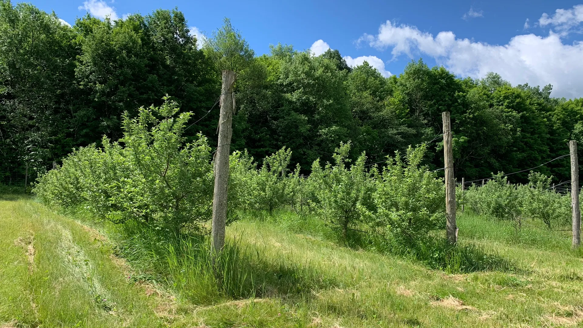 Property at 644 NYS Route 3, Pitcairn, NY 13648 21