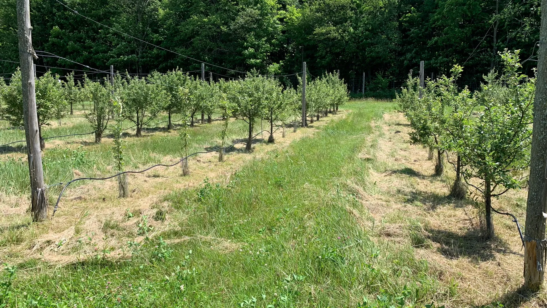 Property at 644 NYS Route 3, Pitcairn, NY 13648 27