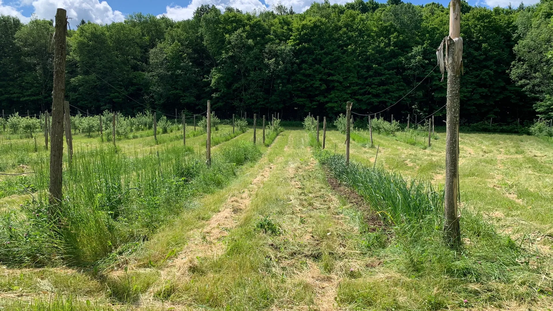 Property at 644 NYS Route 3, Pitcairn, NY 13648 33