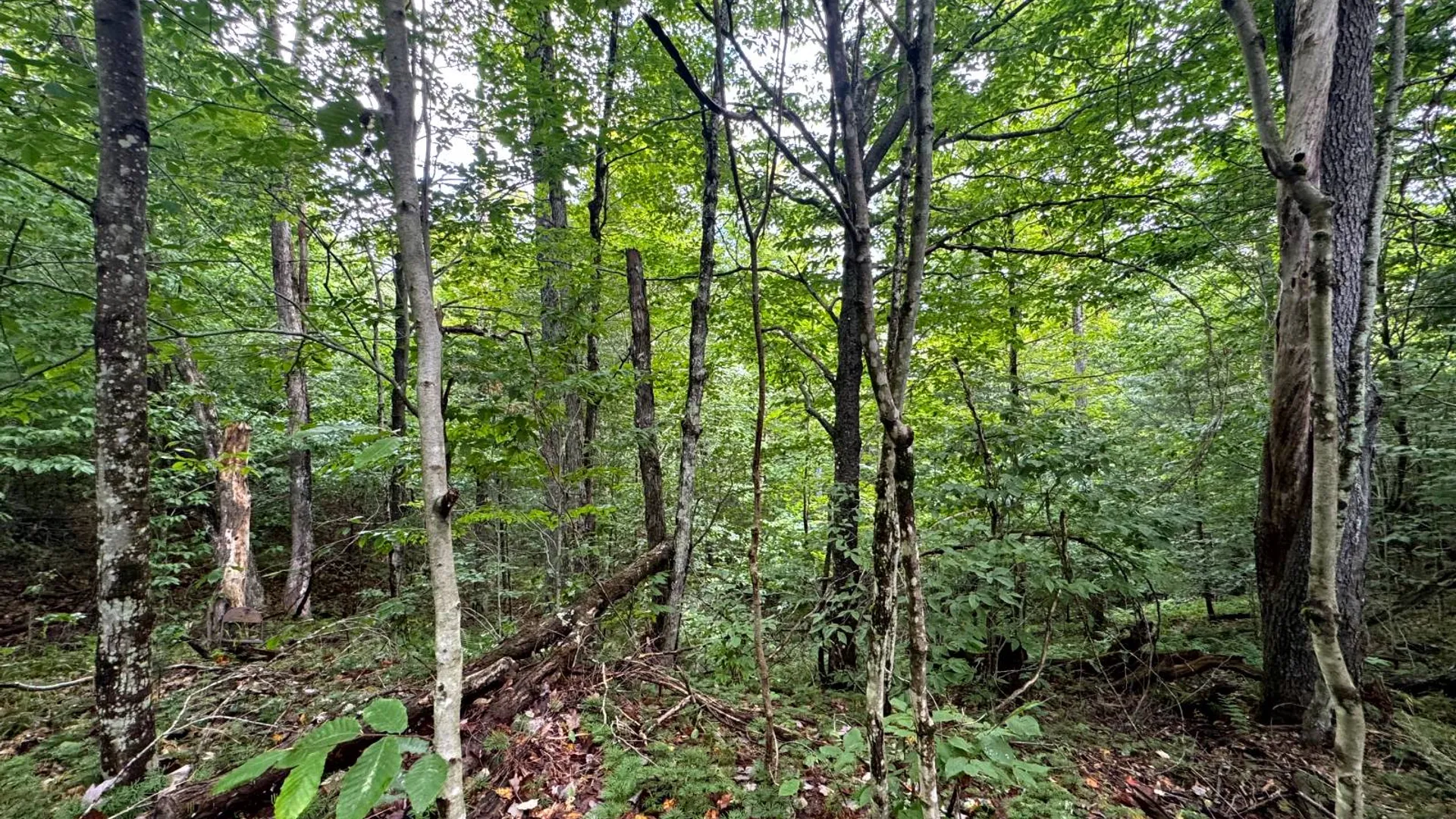 Property at 1.1 Farr Rd, Ohio, NY 13324 6