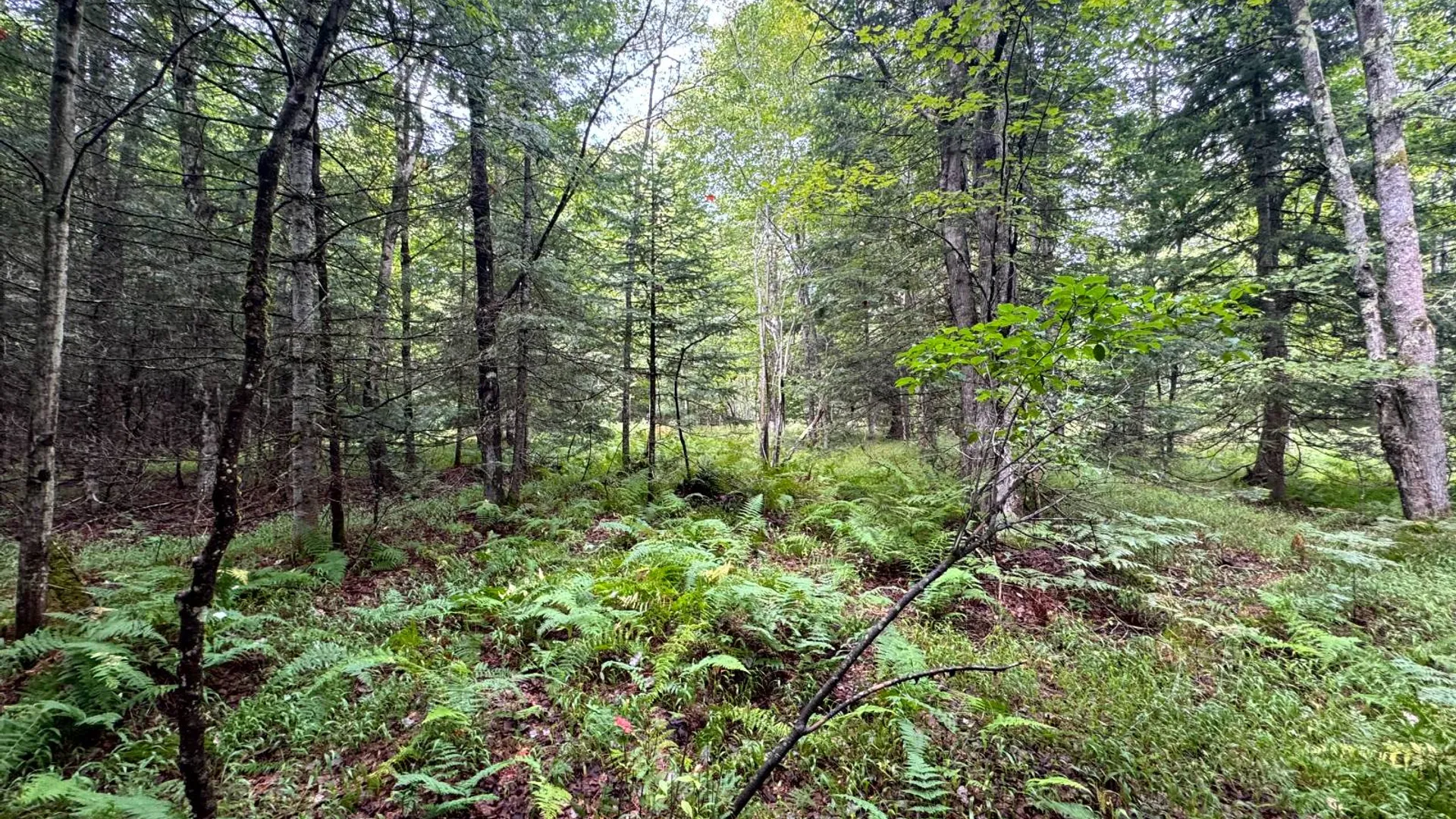 Property at 1.1 Farr Rd, Ohio, NY 13324 7