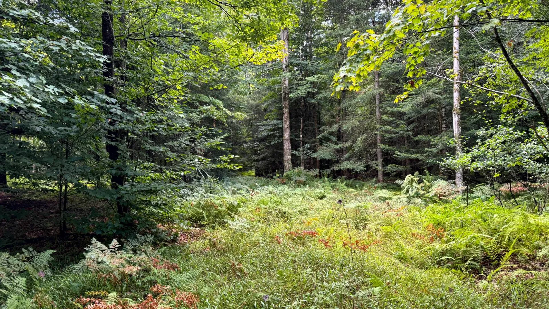 Property at 1.2 Farr Rd, Ohio, NY 13324 6