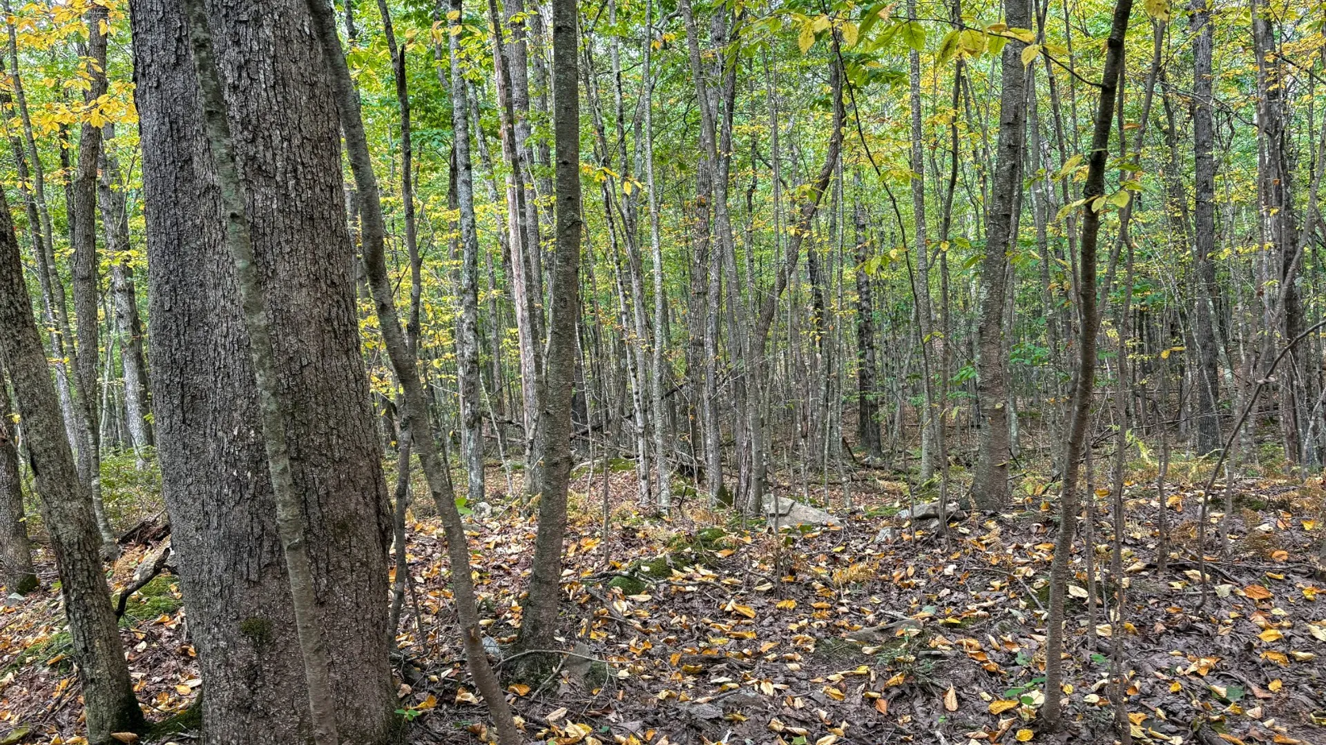 Property at 0 Pvt Off Warren Rd, Hancock, NY 13783 28