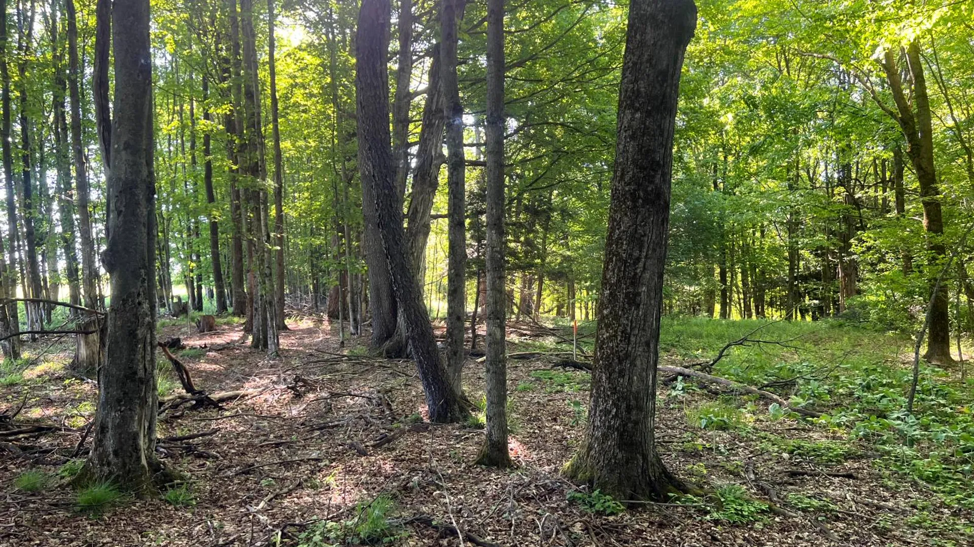 Property at 1.4 County Road 29, New Berlin, NY 13411 19