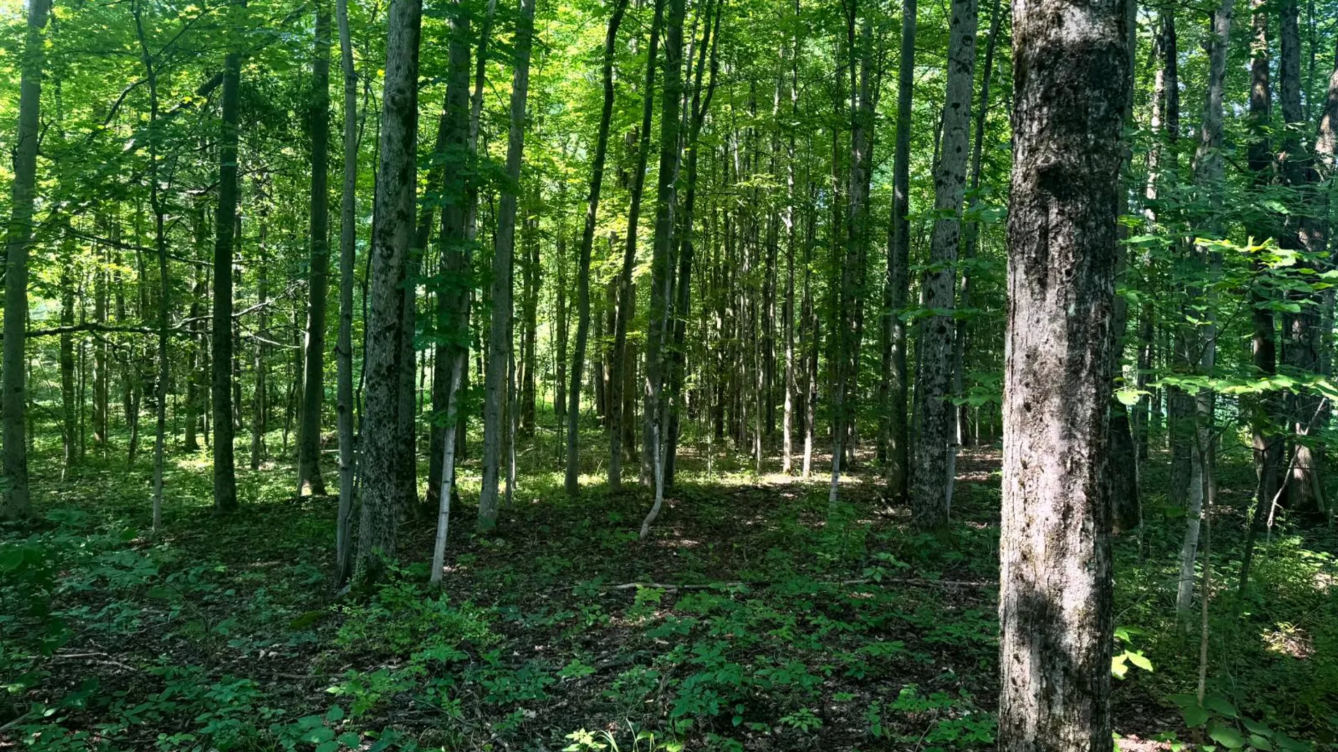 Property at 1.2 Wart Rd., Orwell, NY 13426 3