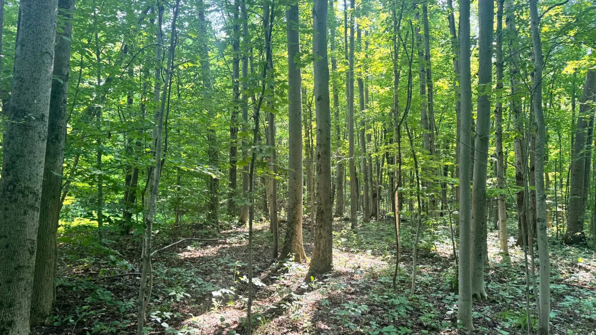 Property at 1.2 Wart Rd., Orwell, NY 13426 4