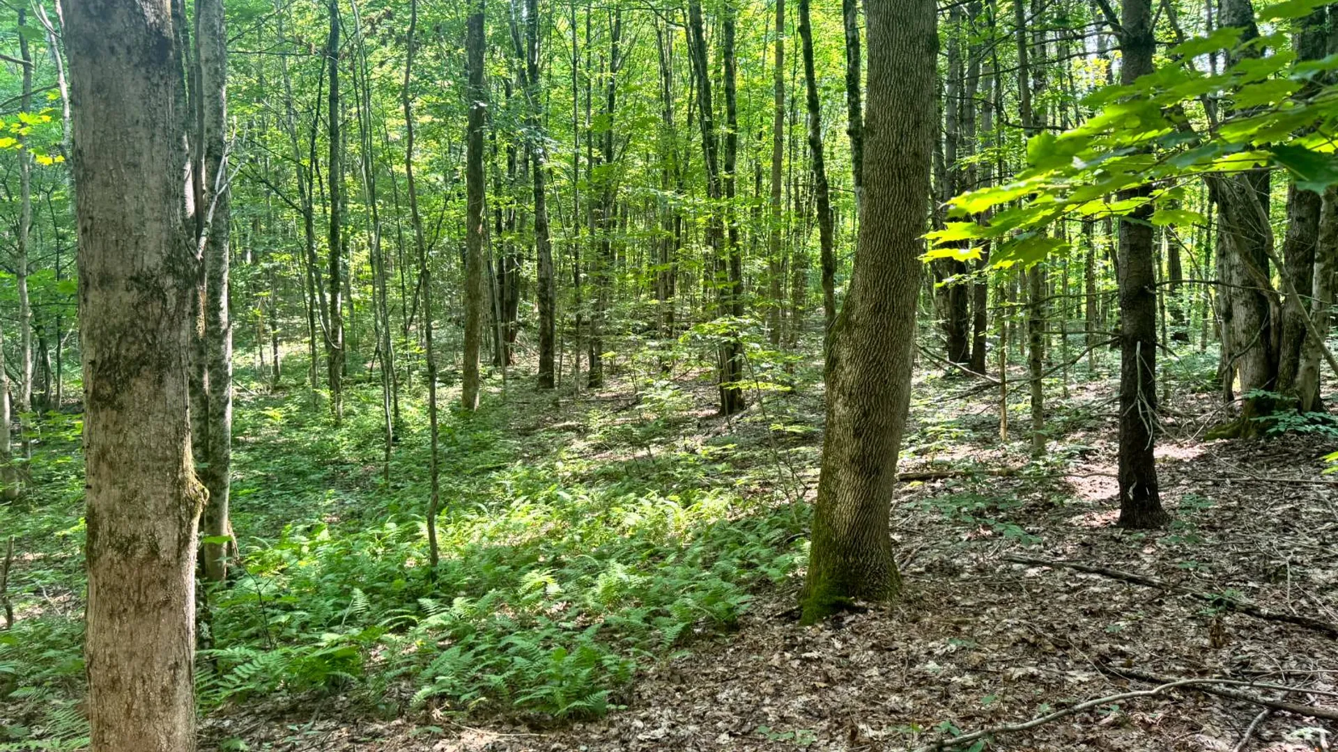 Property at 1.2 Wart Rd., Orwell, NY 13426 11