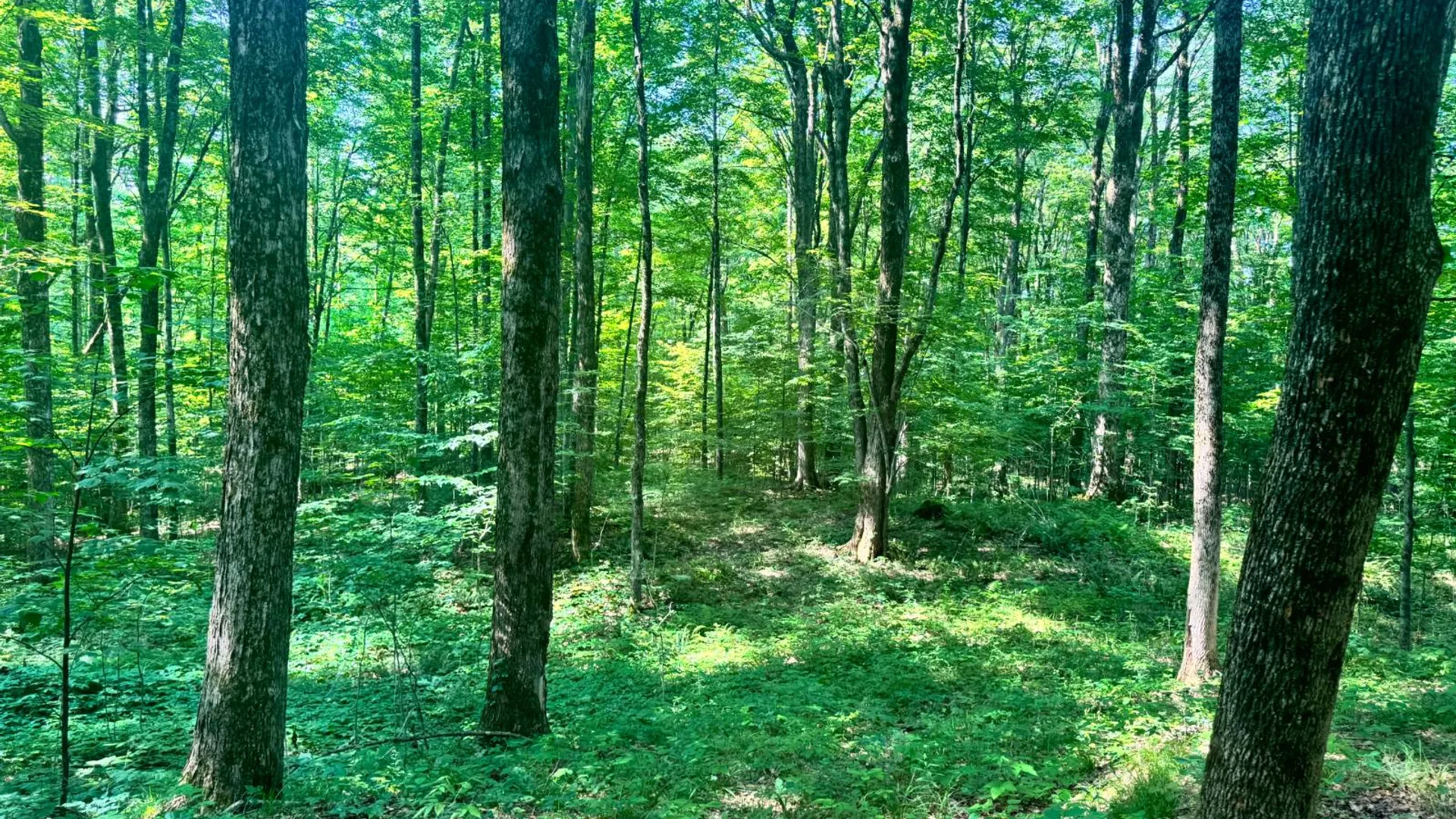 Property at 1.2 Wart Rd., Orwell, NY 13426 12