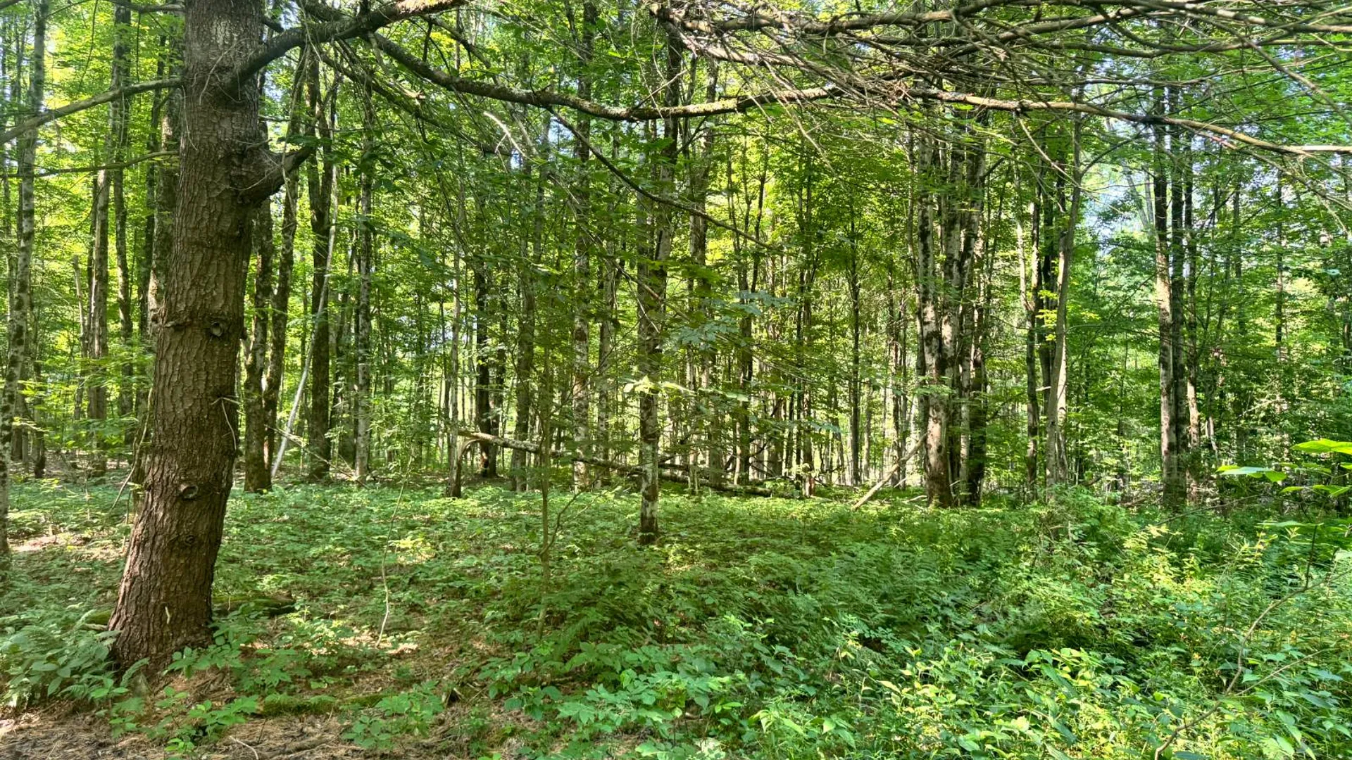 Property at 1.2 Wart Rd., Orwell, NY 13426 14