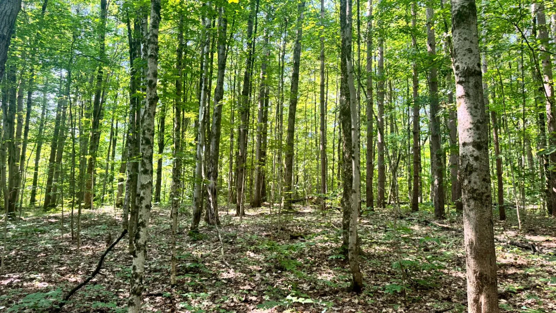 Property at 1.2 Wart Rd., Orwell, NY 13426 17